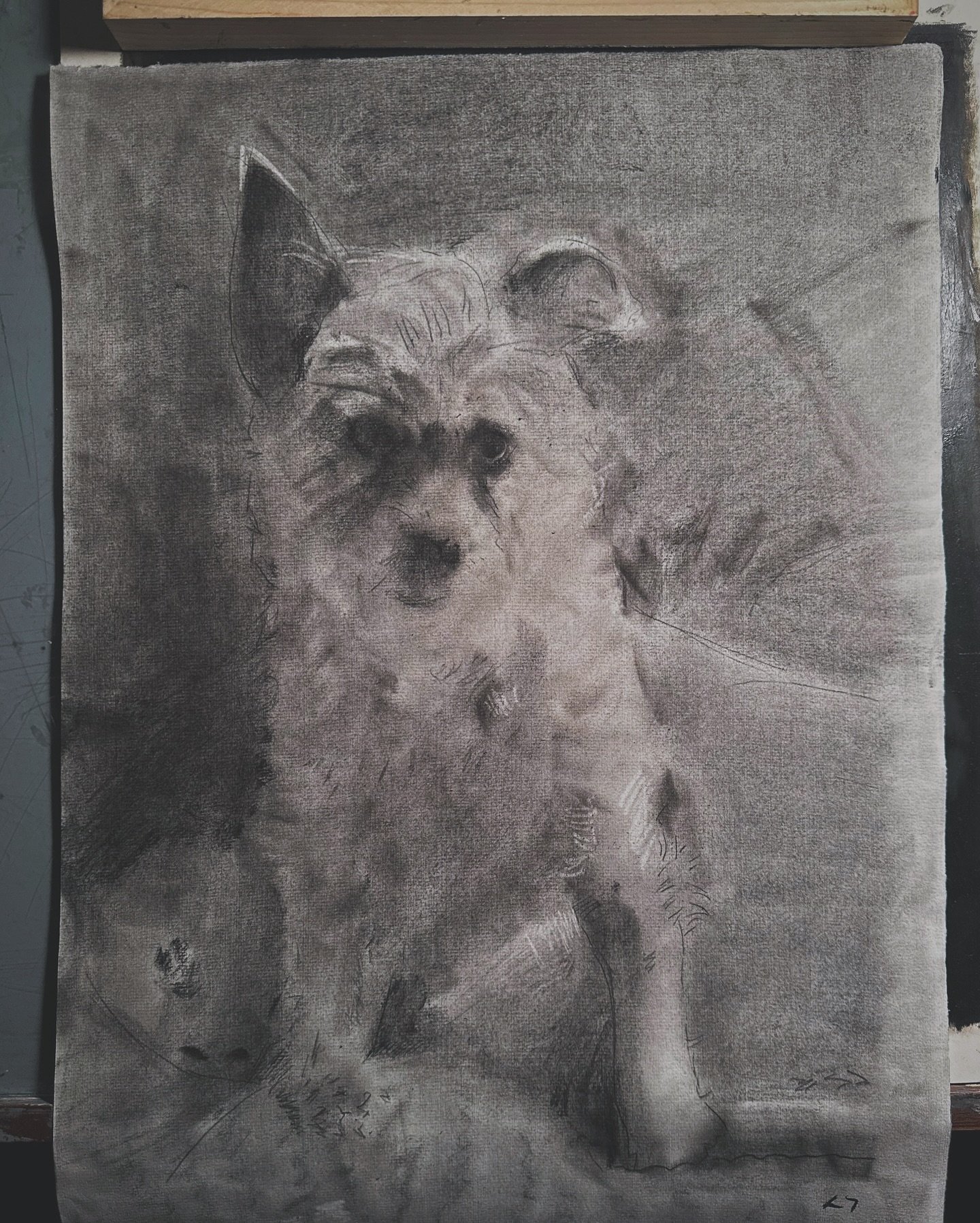 Portrait with willow charcoal on ingres paper.
16x20 inches.

#charcoaldrawing #jackrussell #hahnem&uuml;hle #niebergart