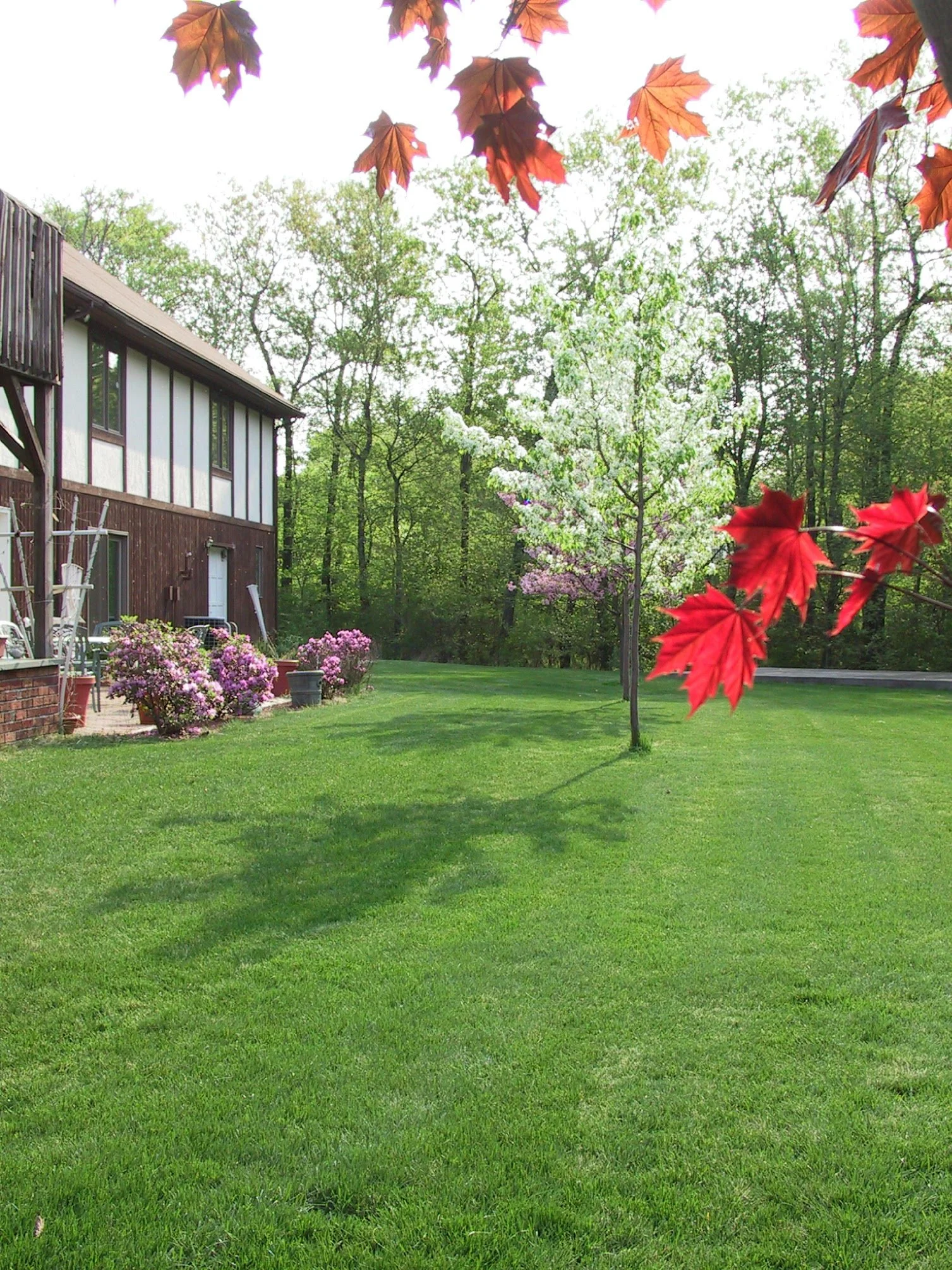pears and red maple leaf.jpg