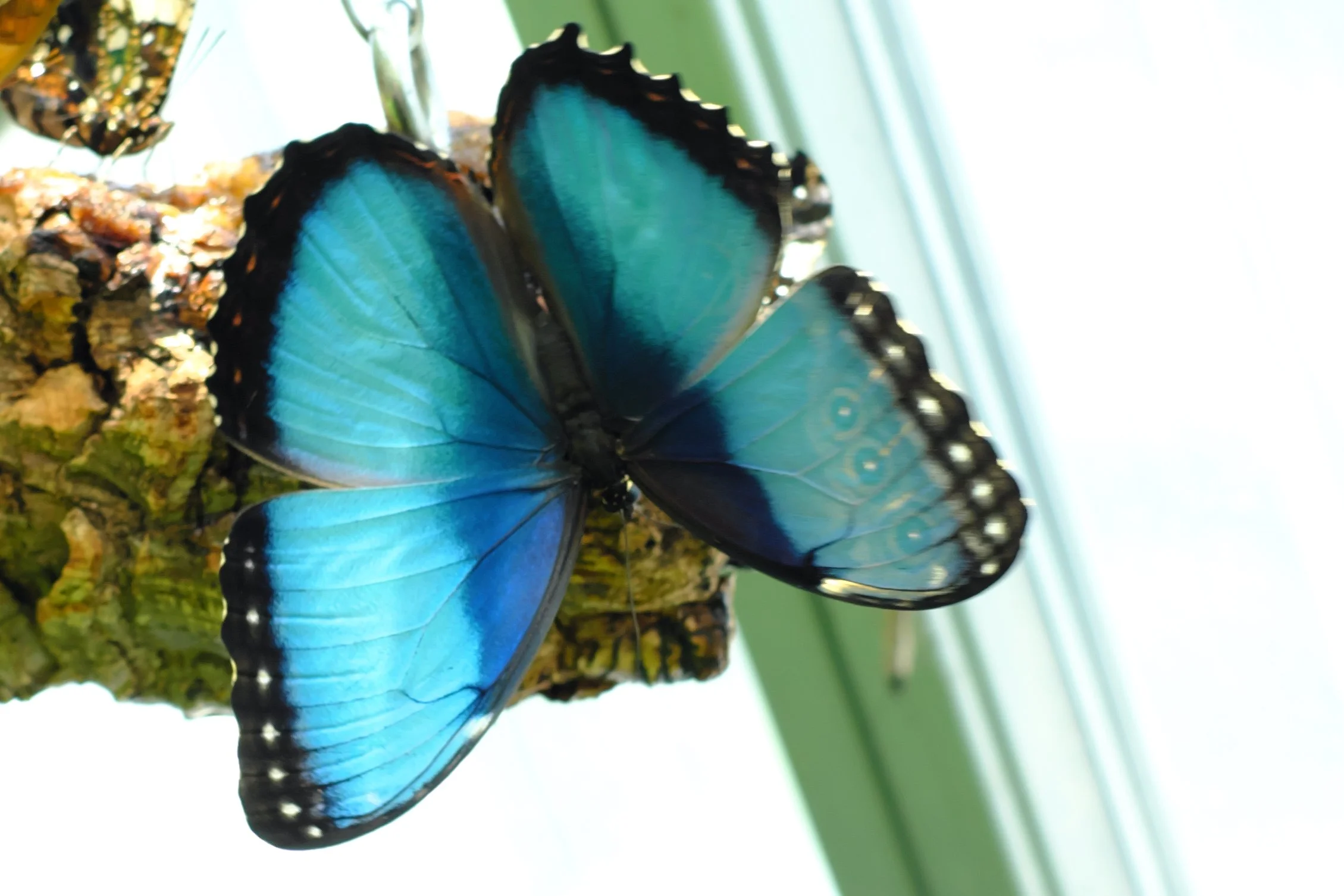 Butterflies_132447.jpg