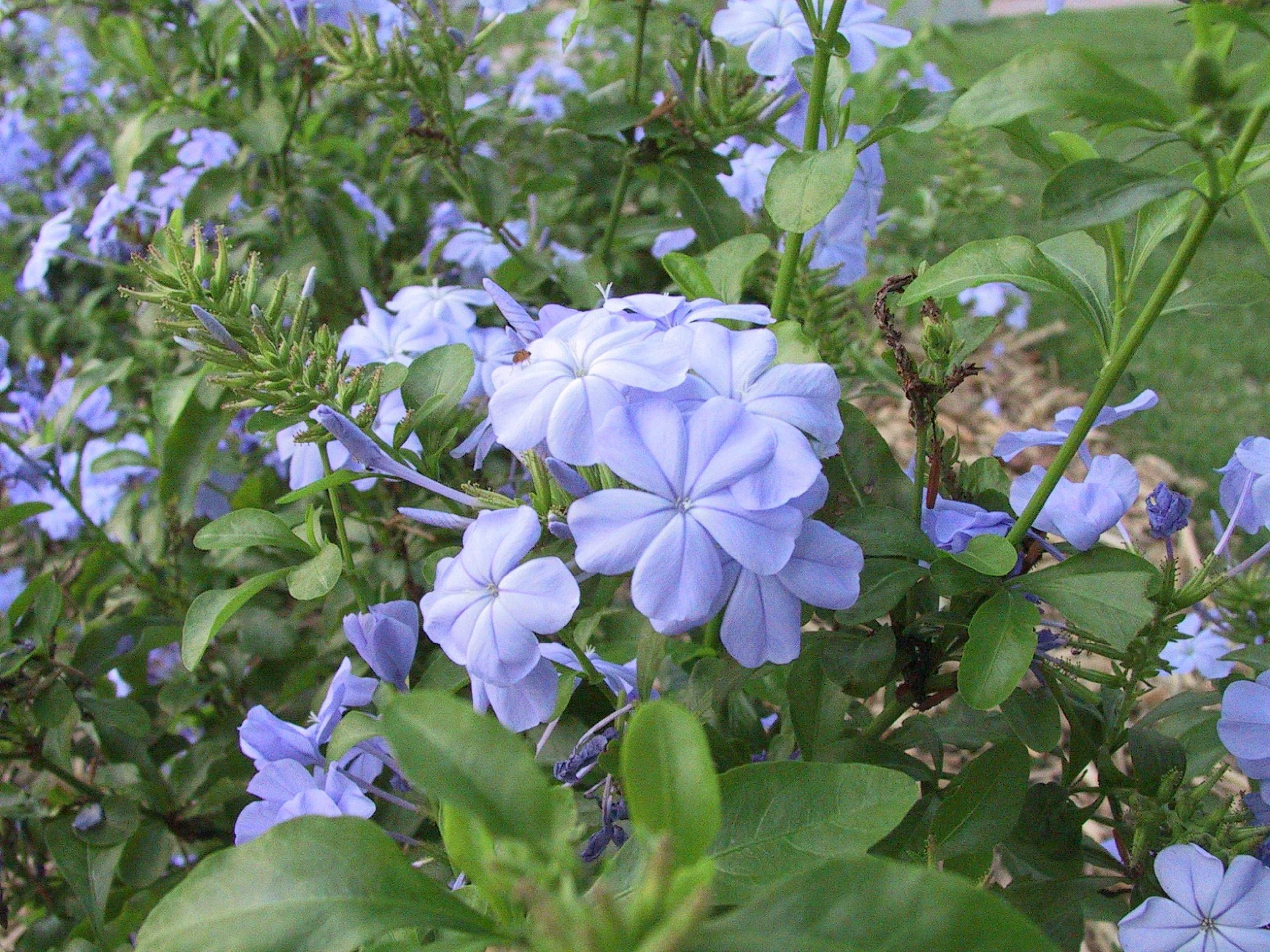 blue flower.jpg