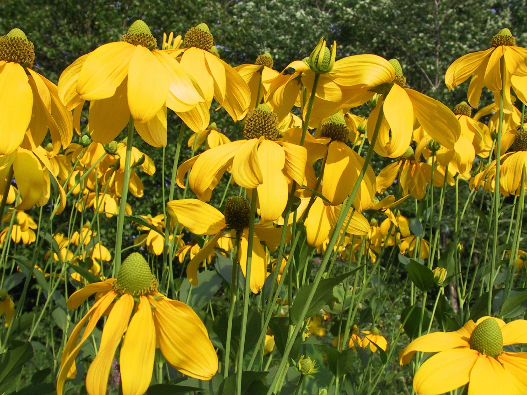 tall yellow daisies.jpg