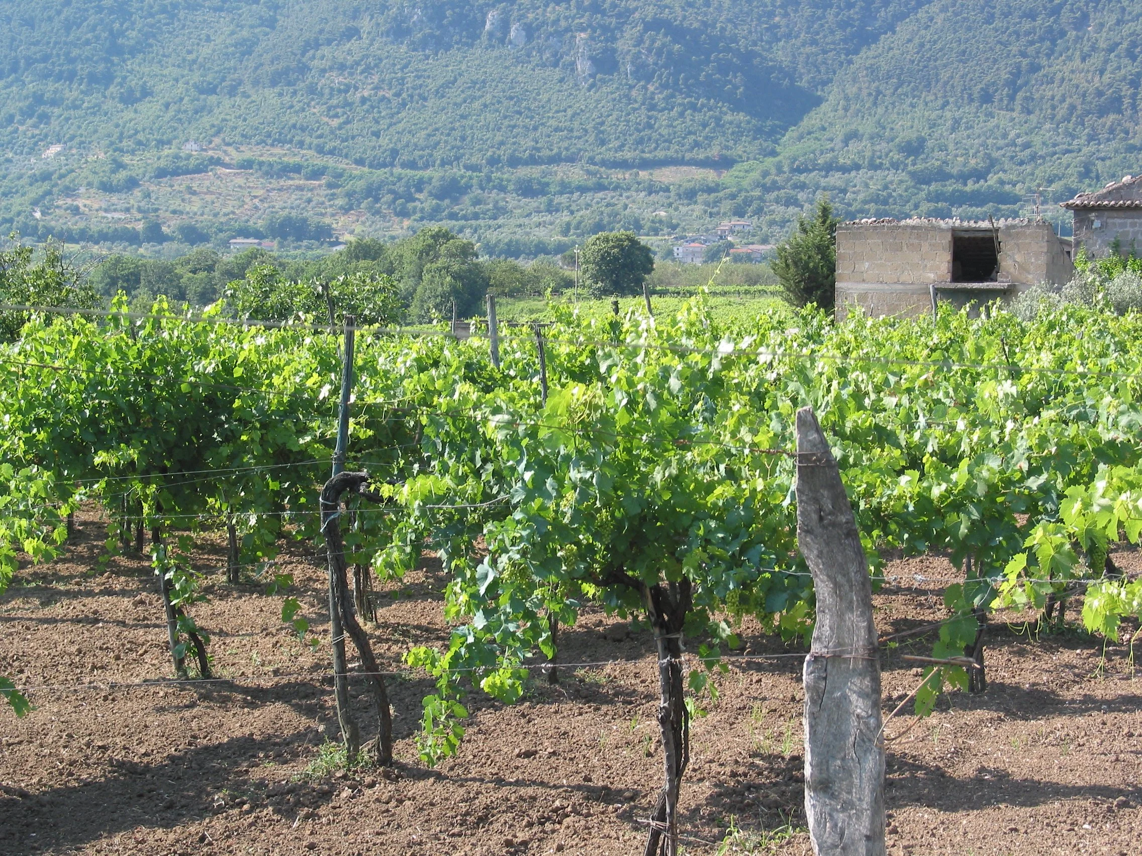 Italy July 2004 (11).jpg