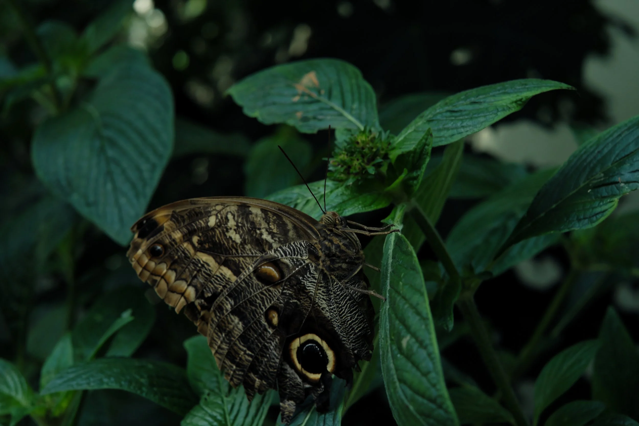 Butterflies_131013.jpg