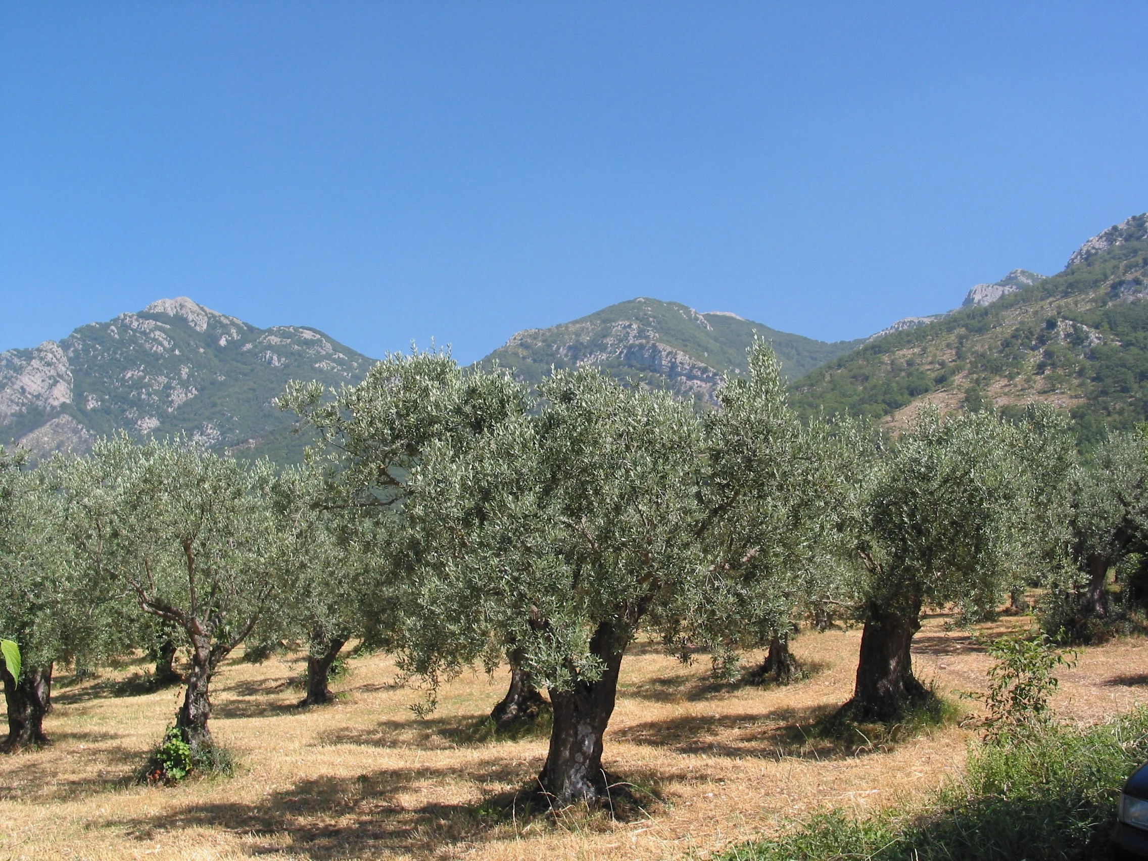 Italy July 2004 (69).jpg