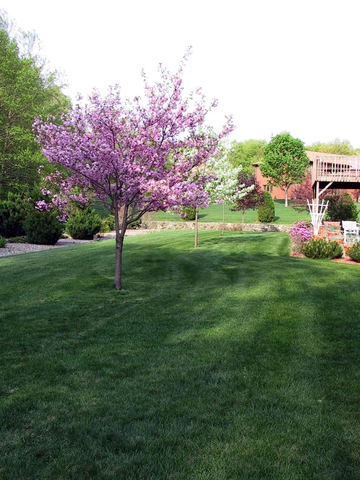 backyard cherry and pears in bloom.jpg
