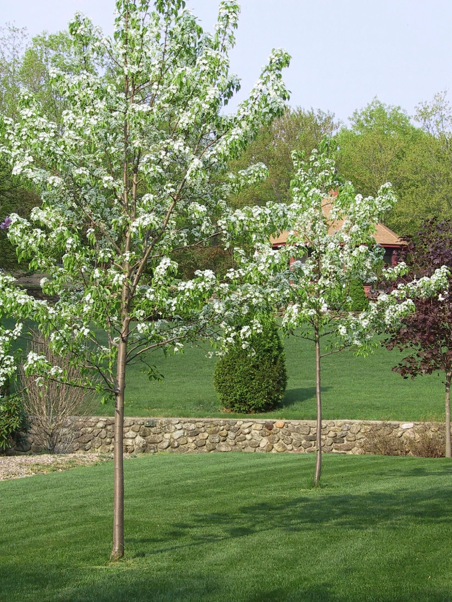 two pears in bloom.jpg