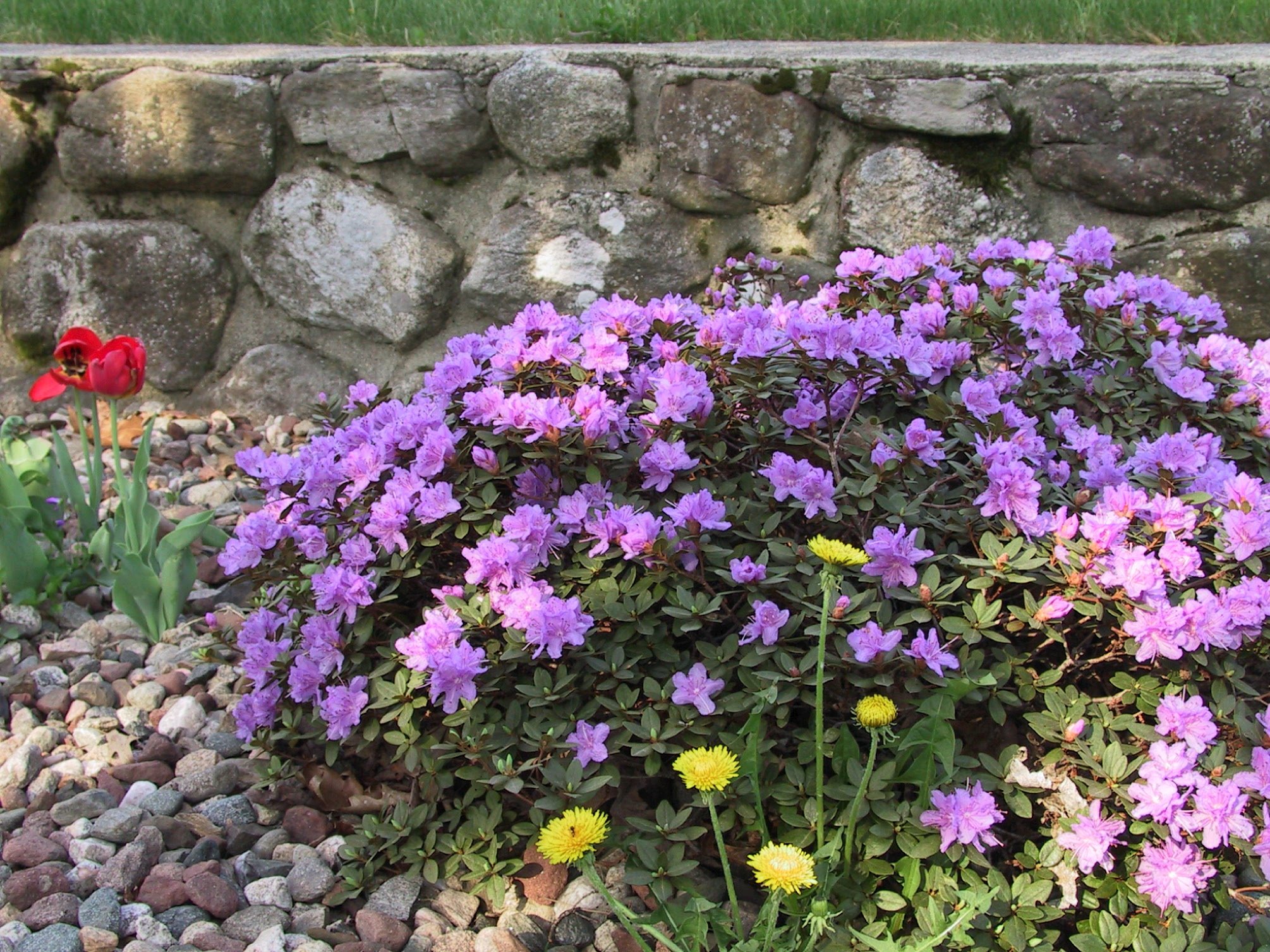 rhodo gem.jpg