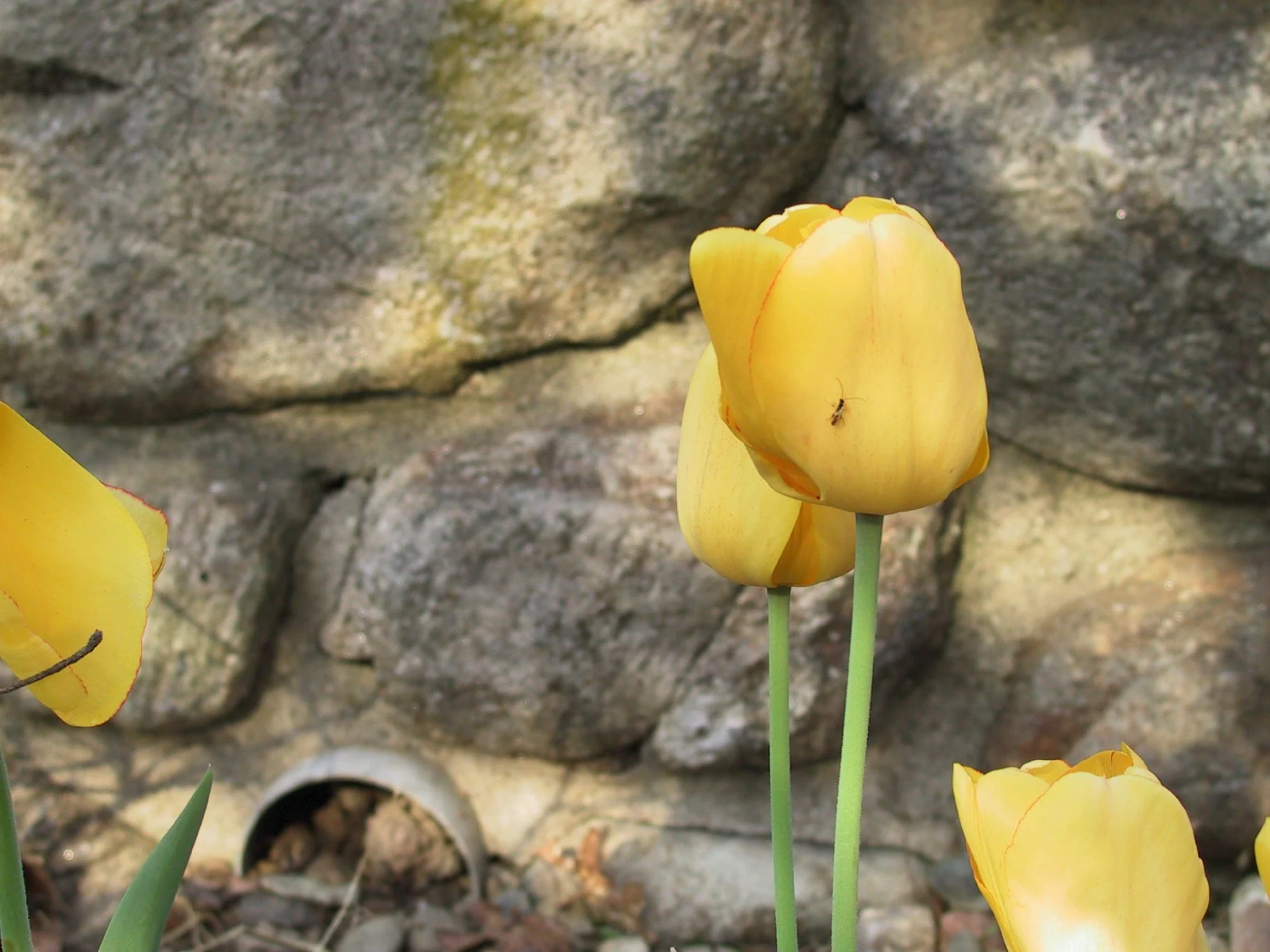 yellow tulip with ant.jpg