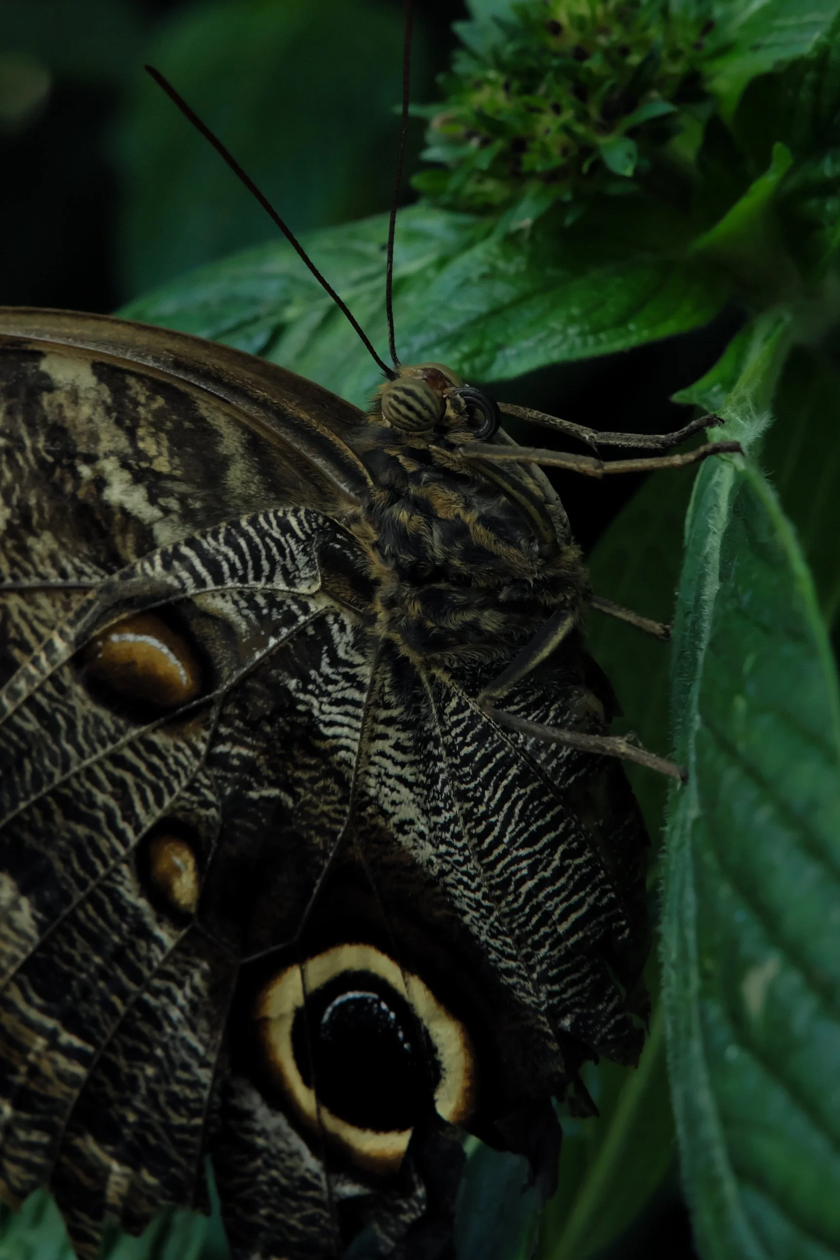 Butterflies_131024.jpg