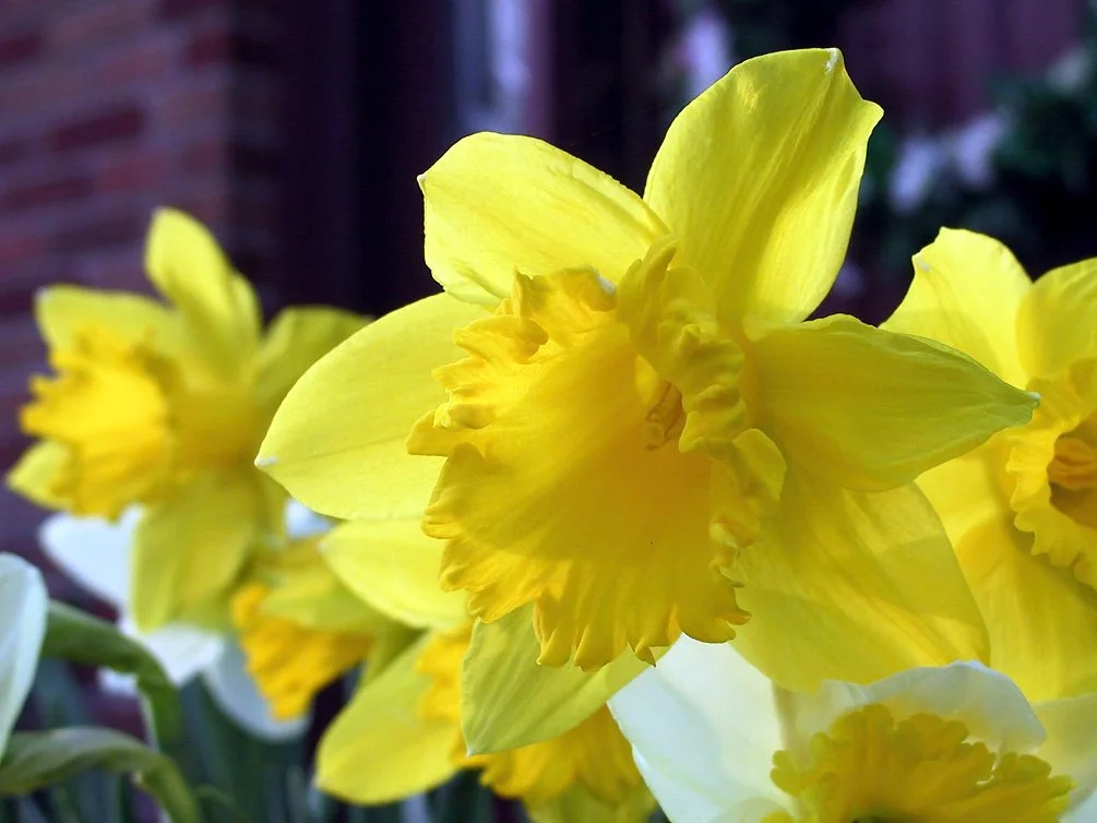 daffadiils open yella.jpg