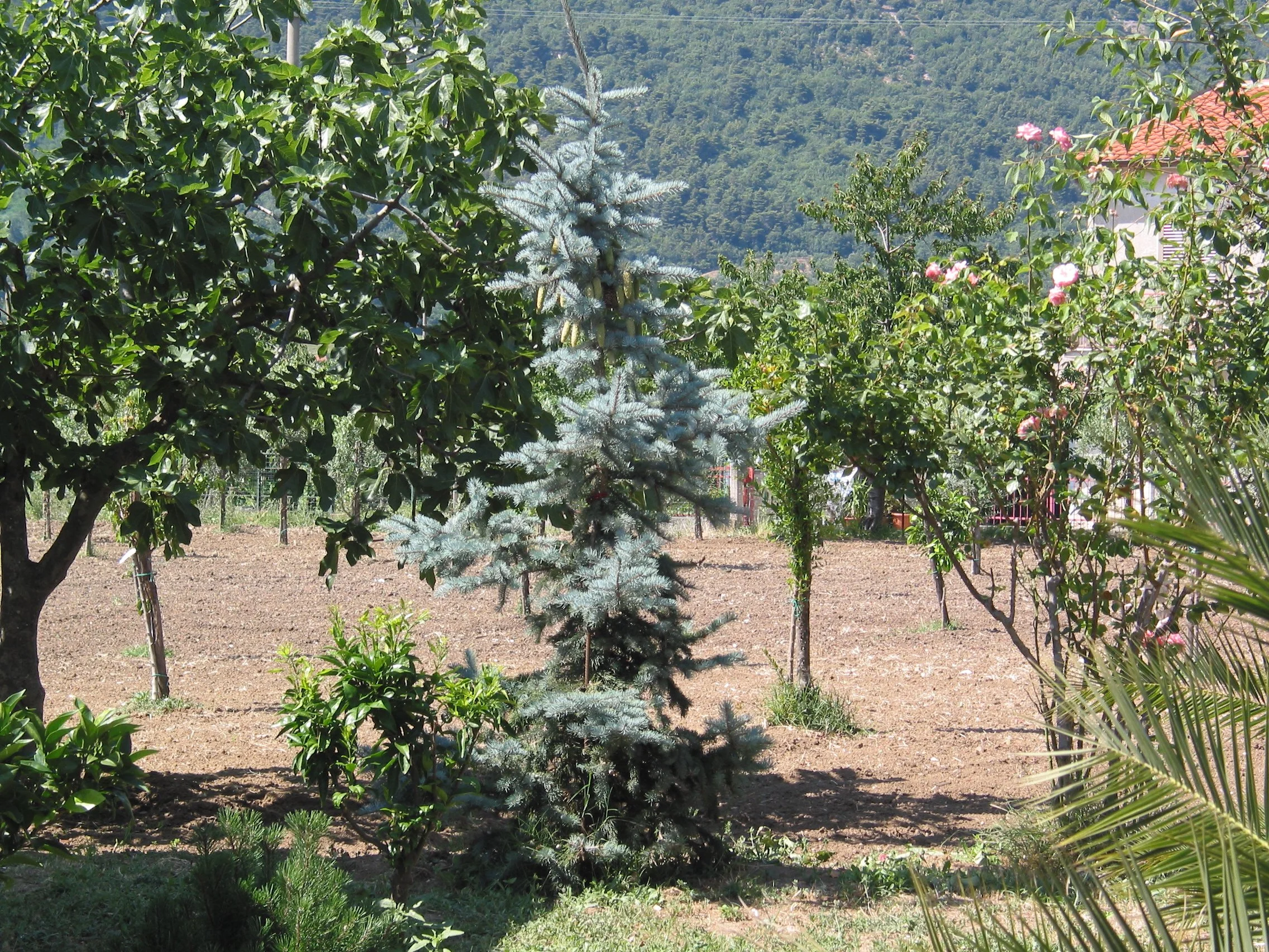 Italy July 2004 (4).jpg