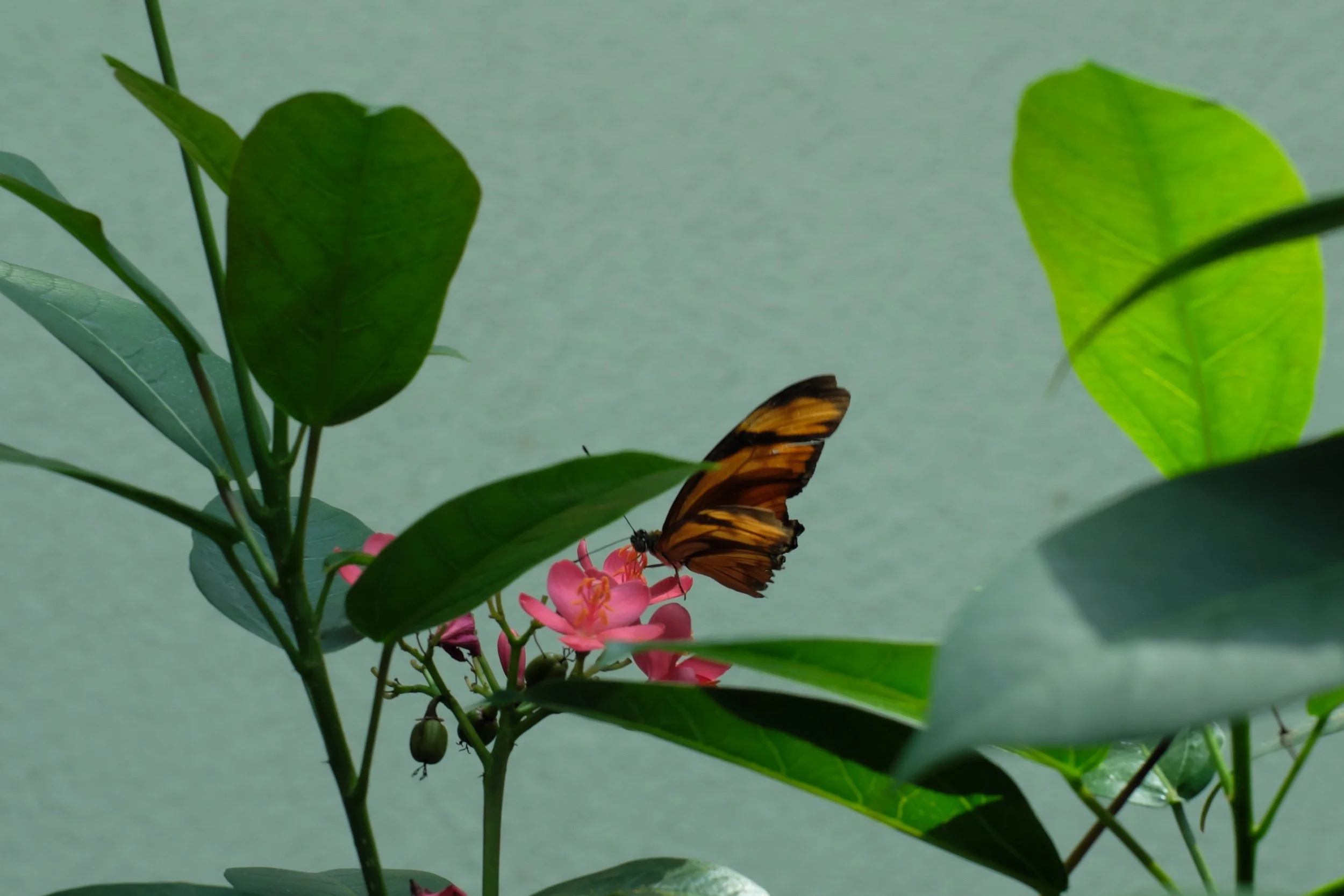 Butterflies_130900.jpg