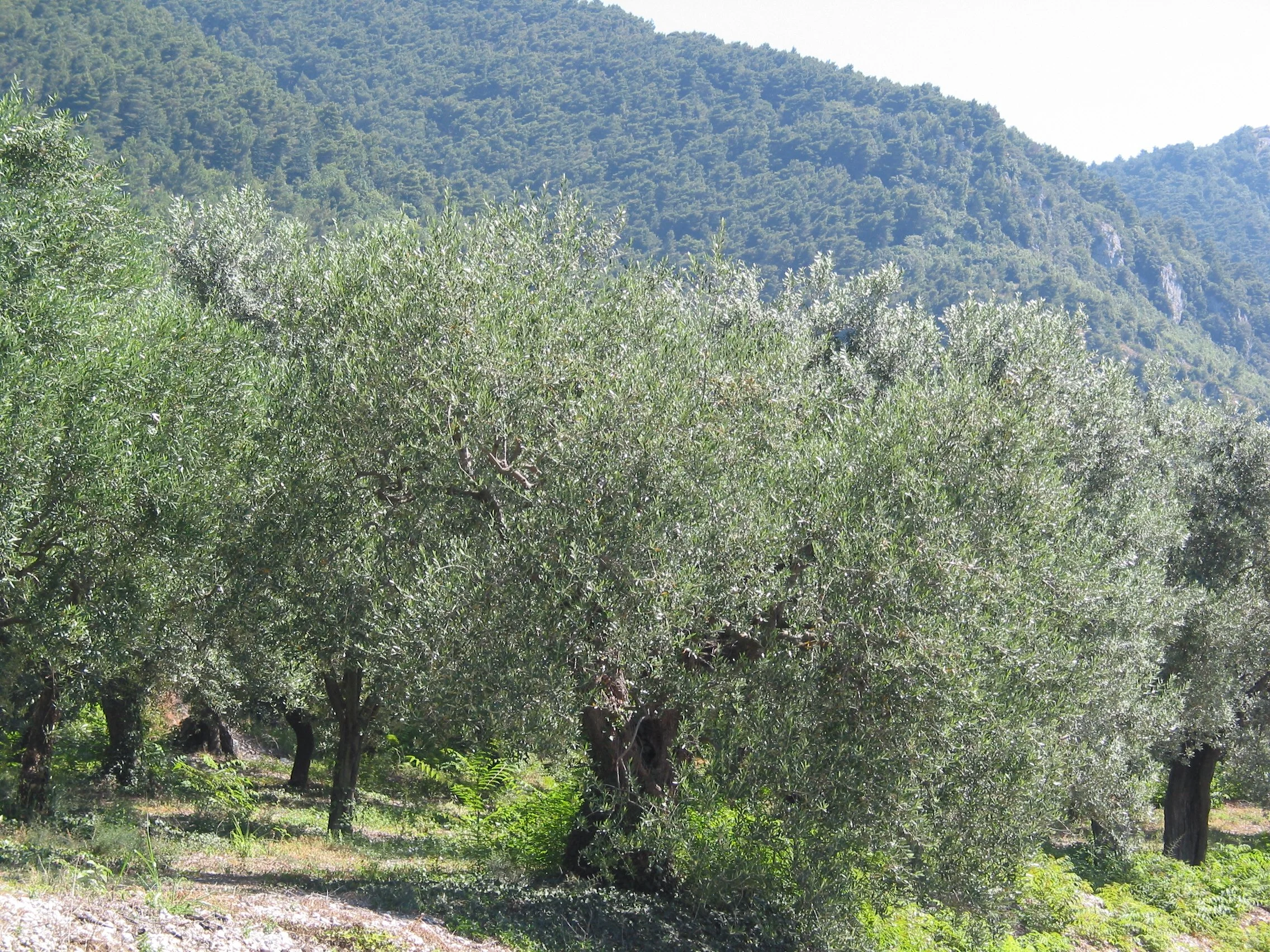 Italy July 2004 (72).jpg