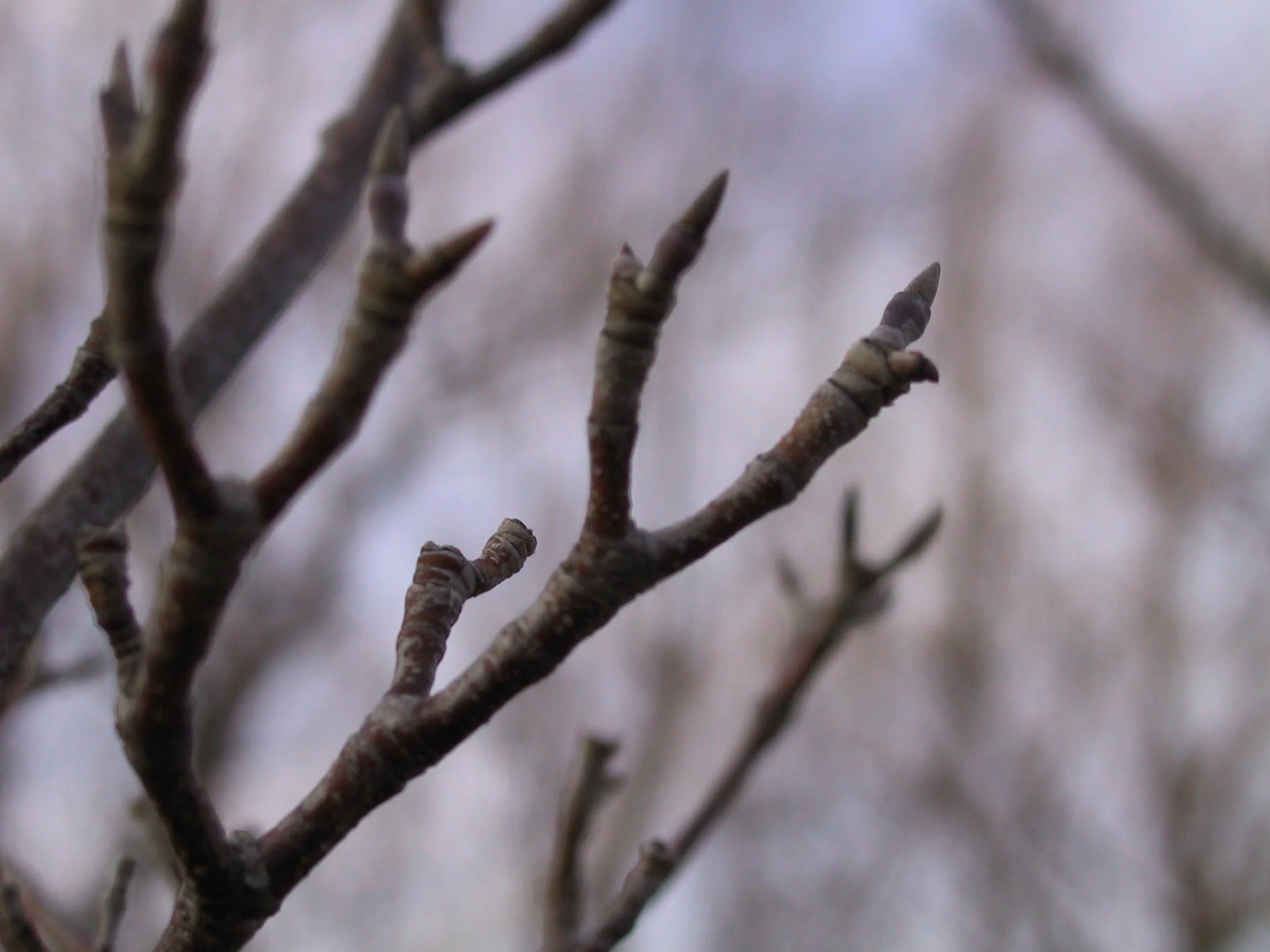 dogwoodbuds.jpg