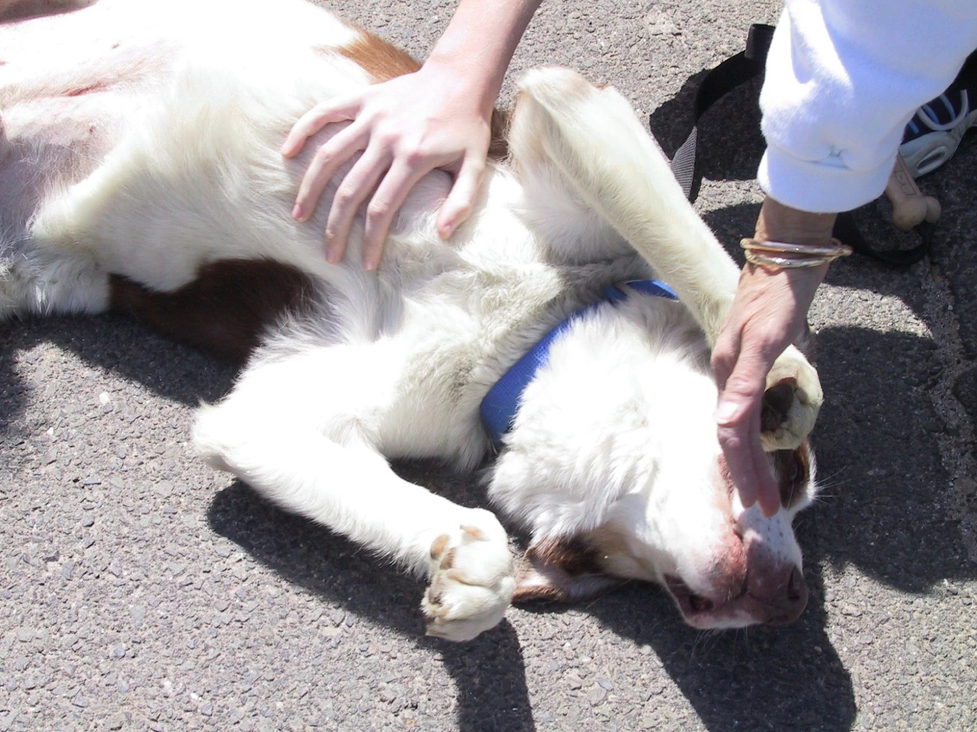 dog getting belly rub.jpg
