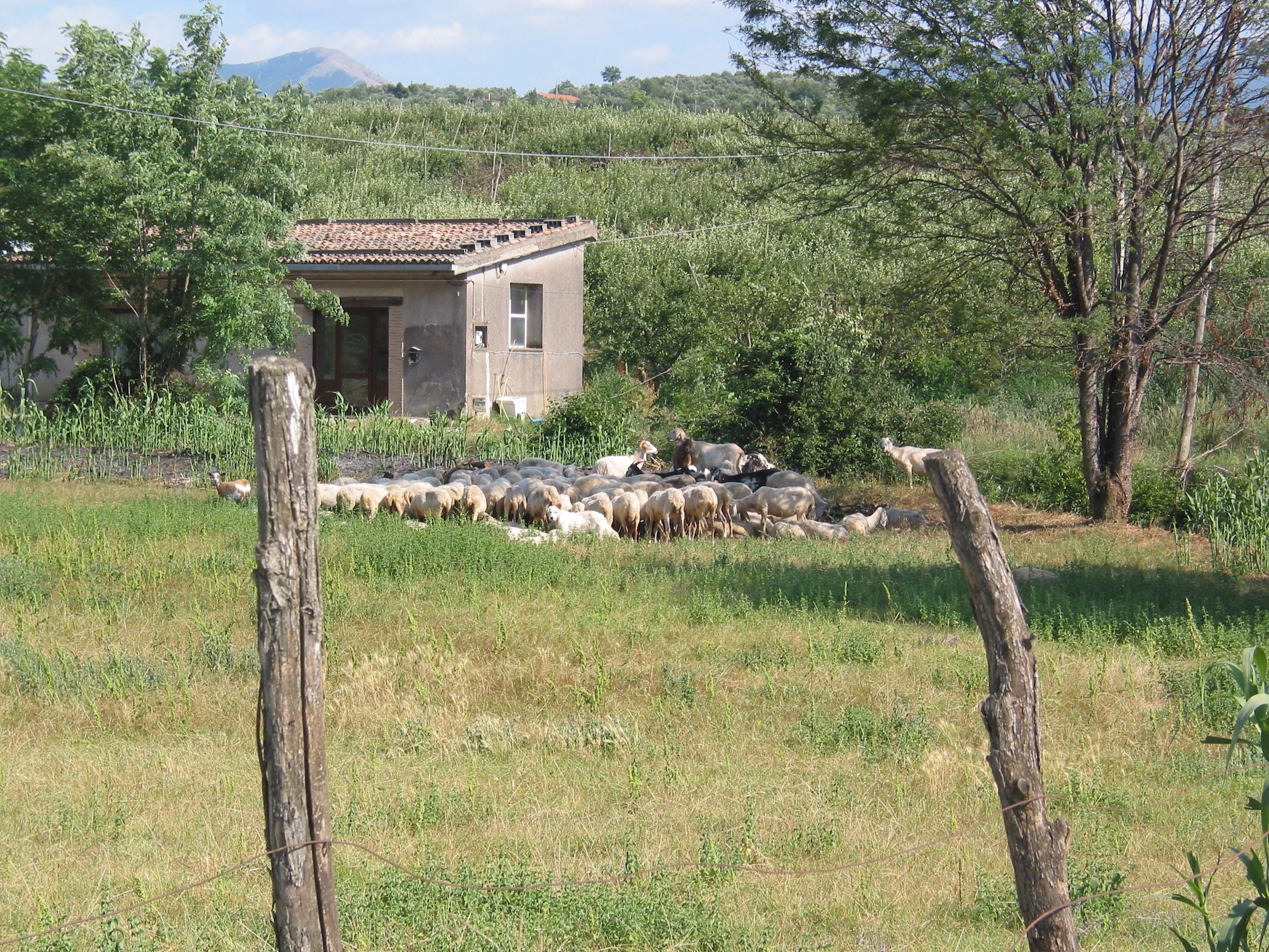 Italy July 2004 (16).jpg