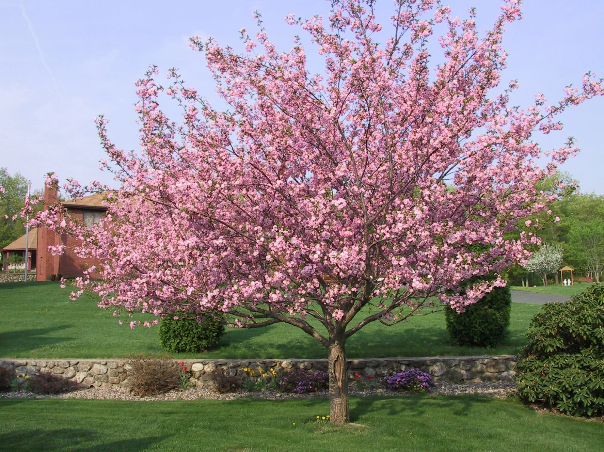 cherry tree in front.jpg