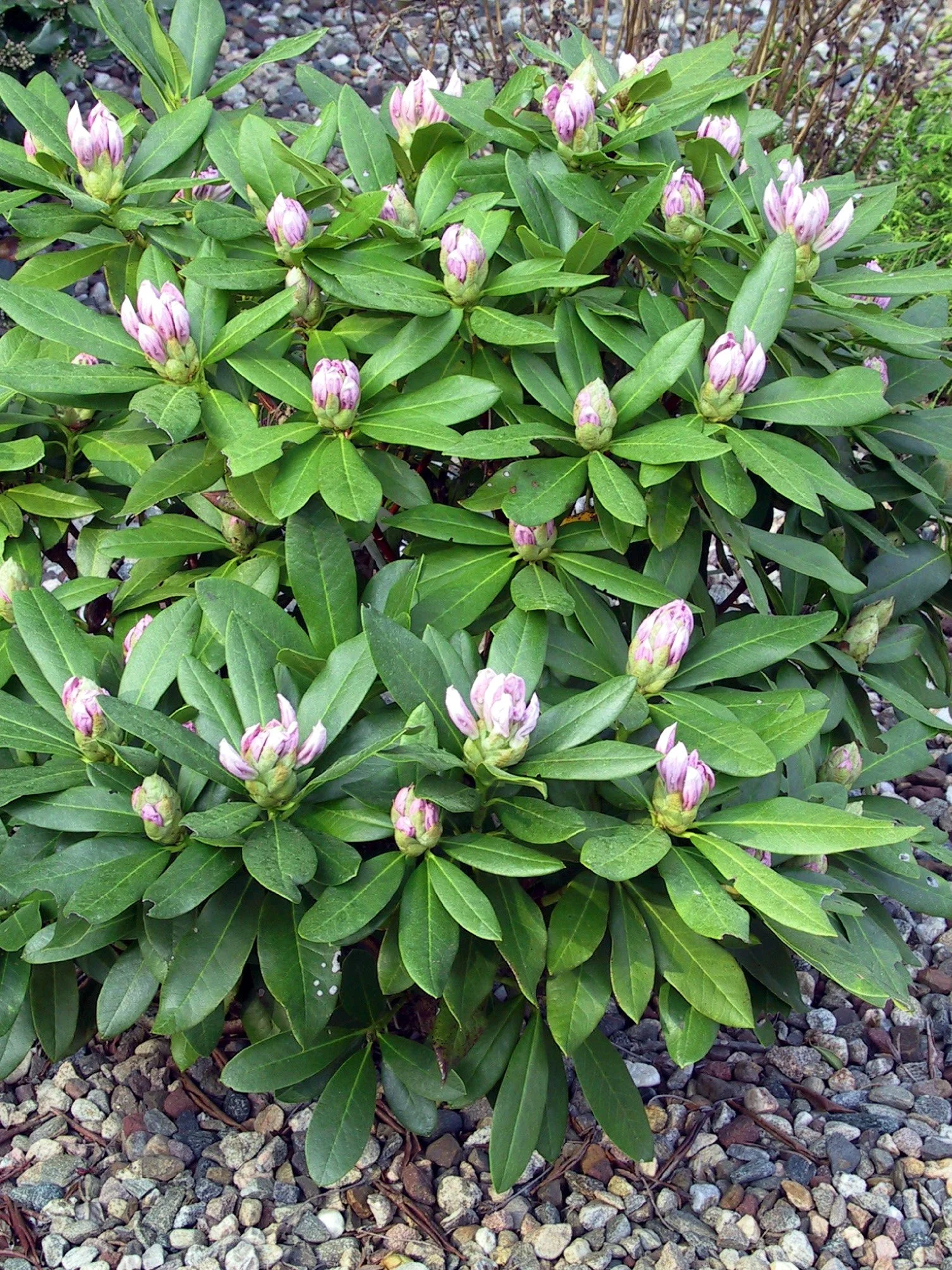 rhodos bud barely open.jpg