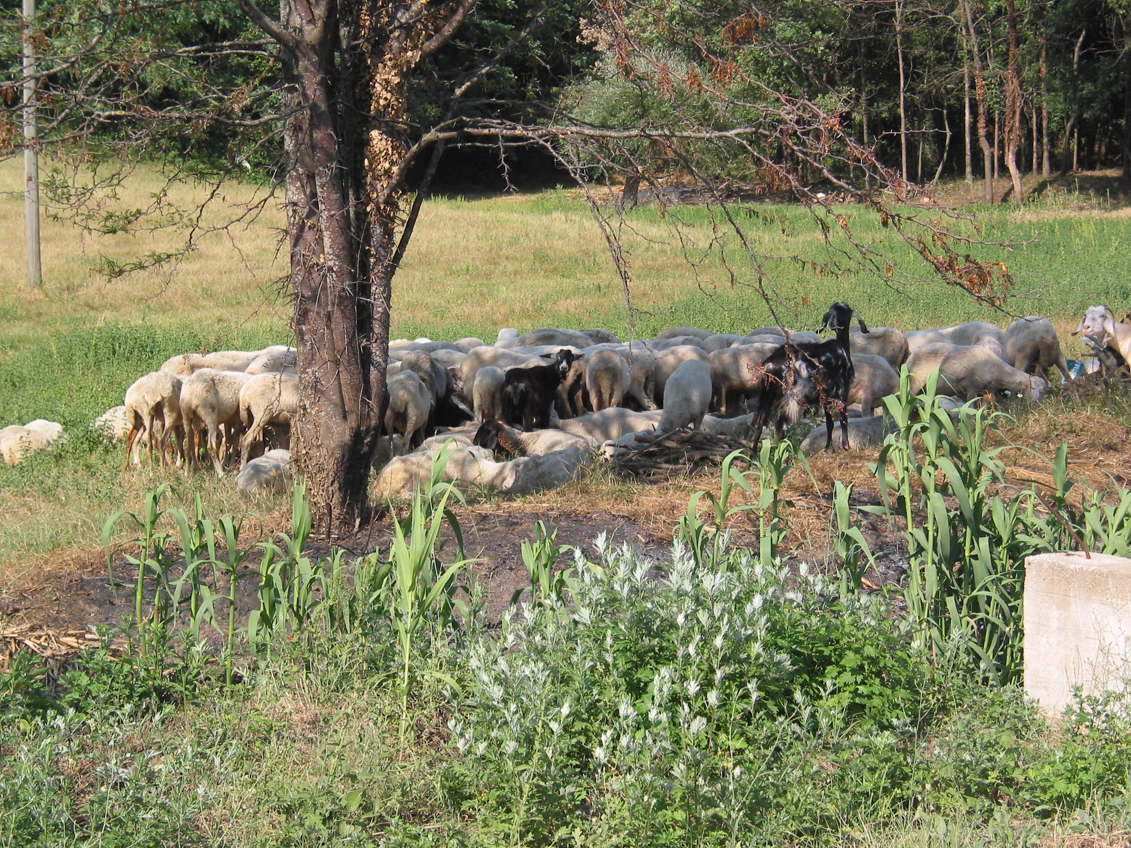Italy July 2004 (15).jpg