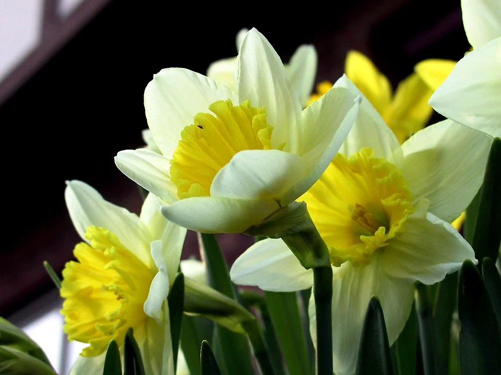 dafbug.jpg