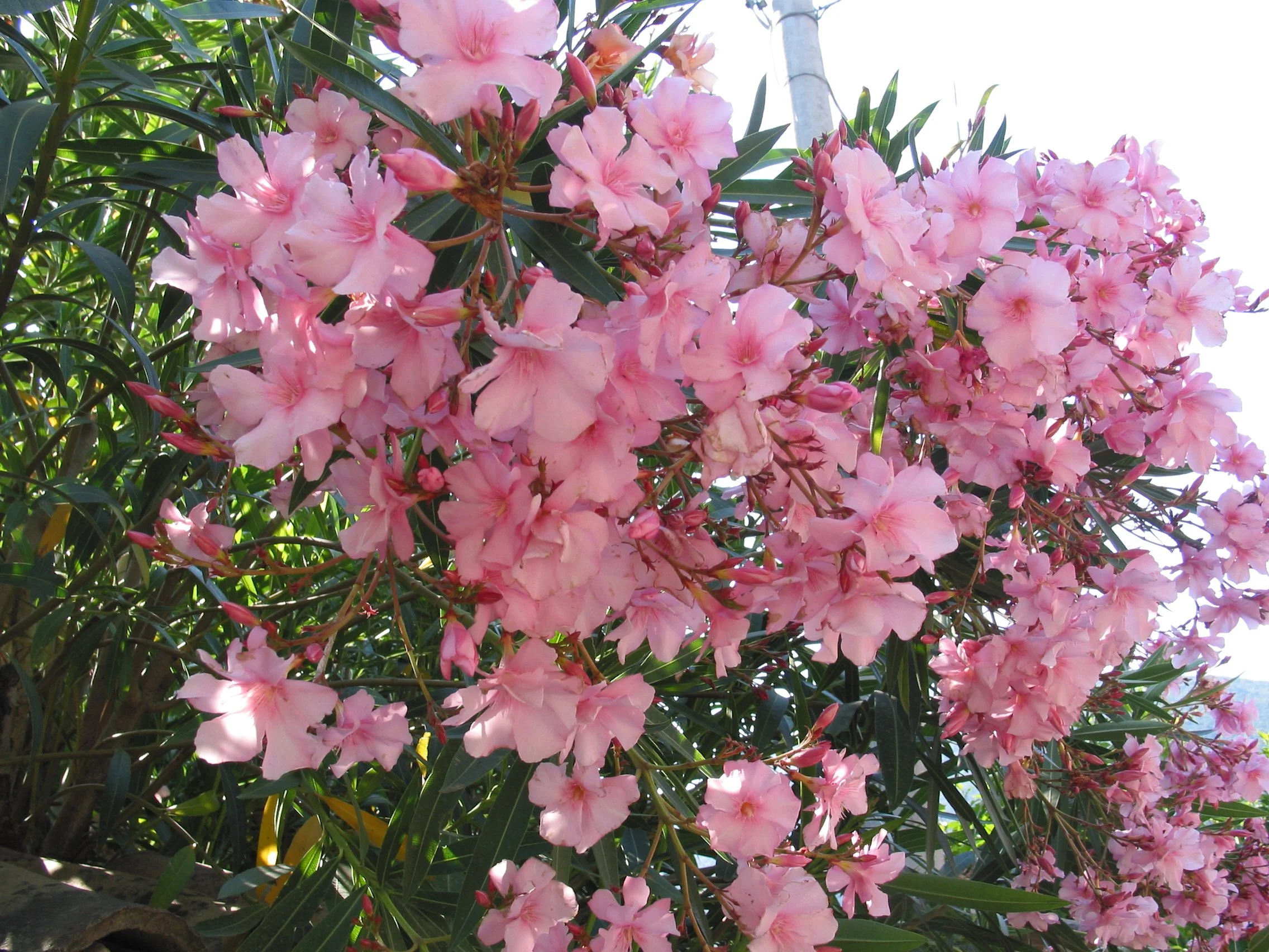 Italy July 2004 (23).jpg