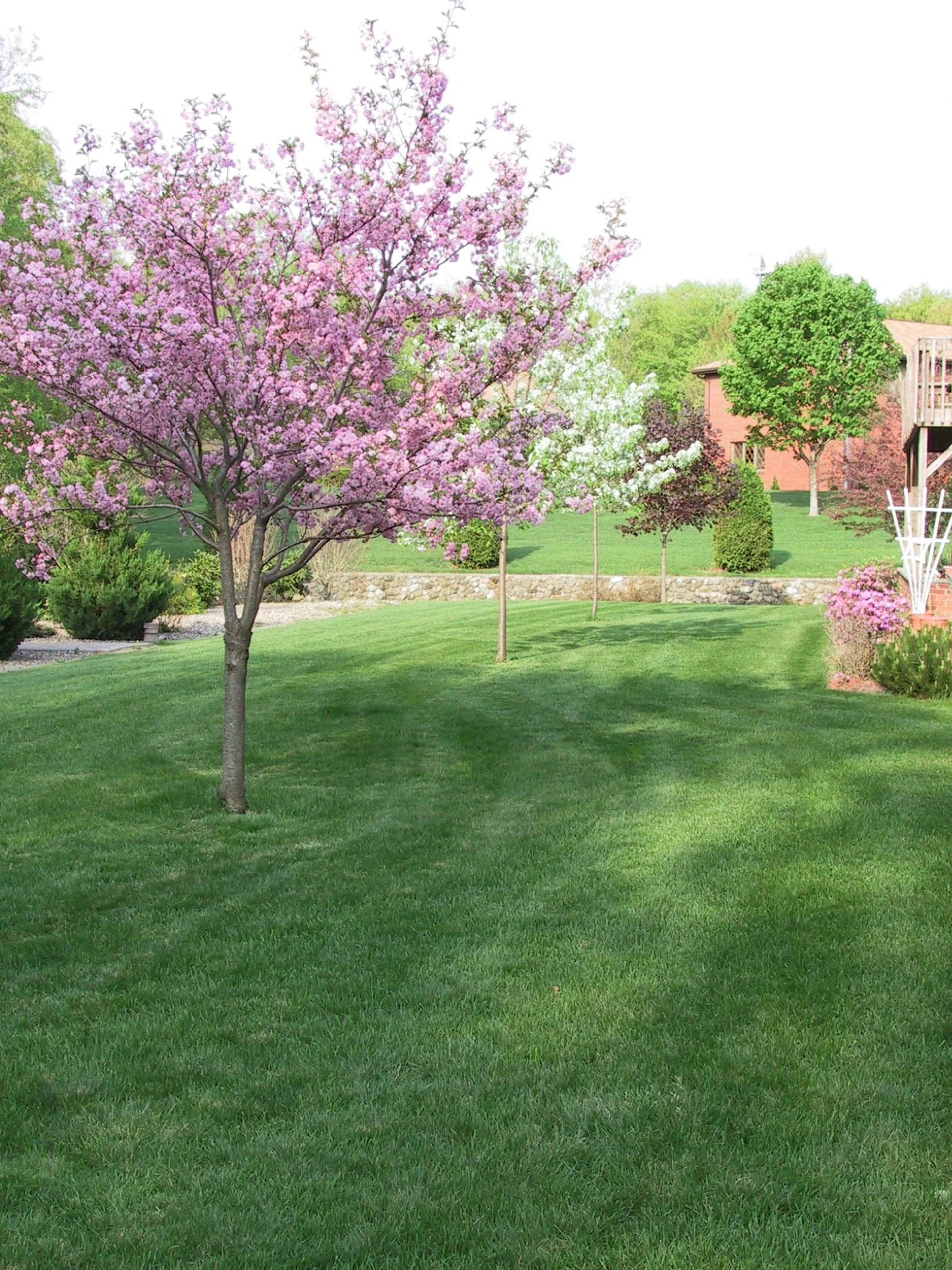 cherry and pear in bloom.jpg