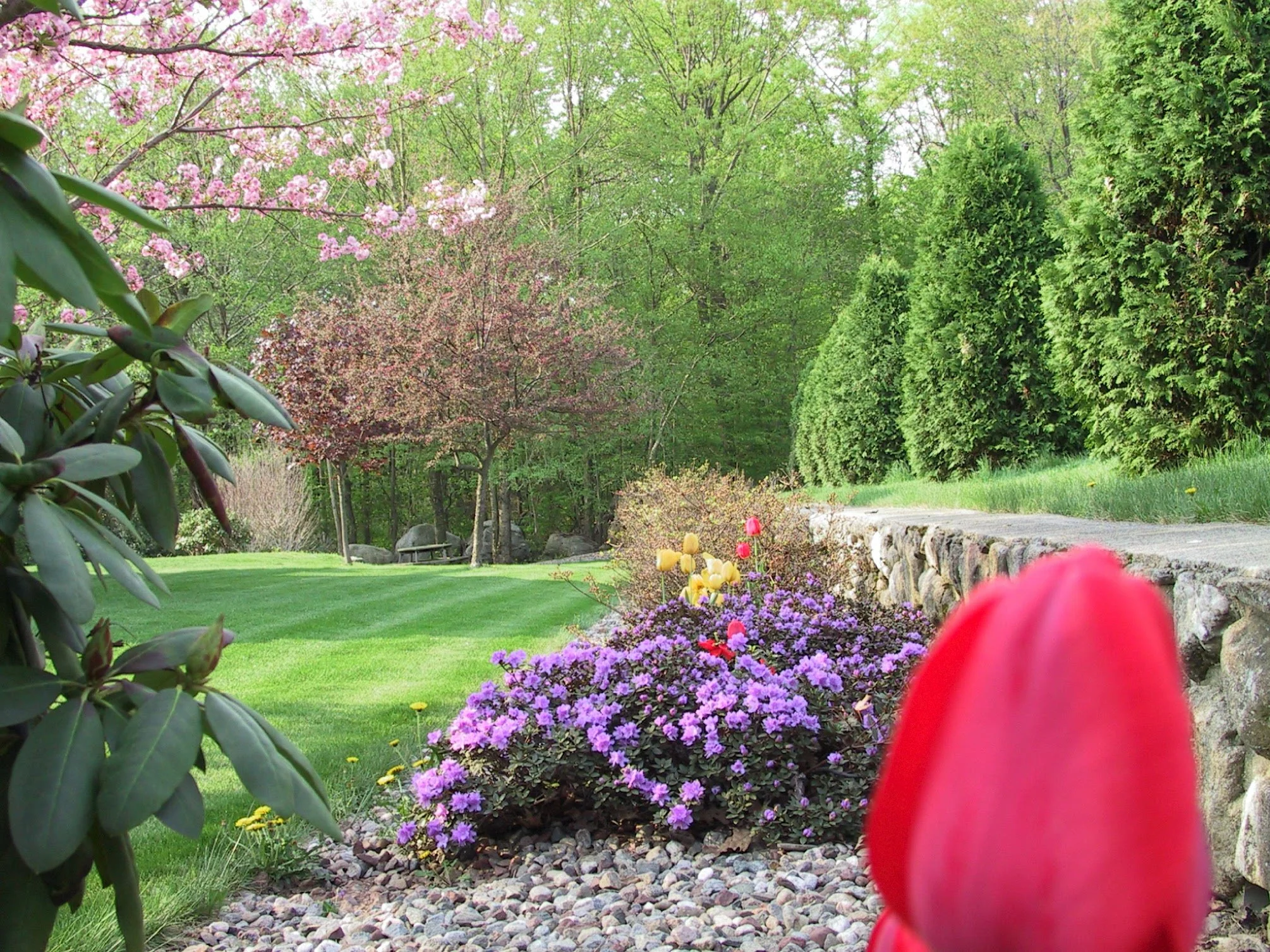 thru tulip to gem.jpg