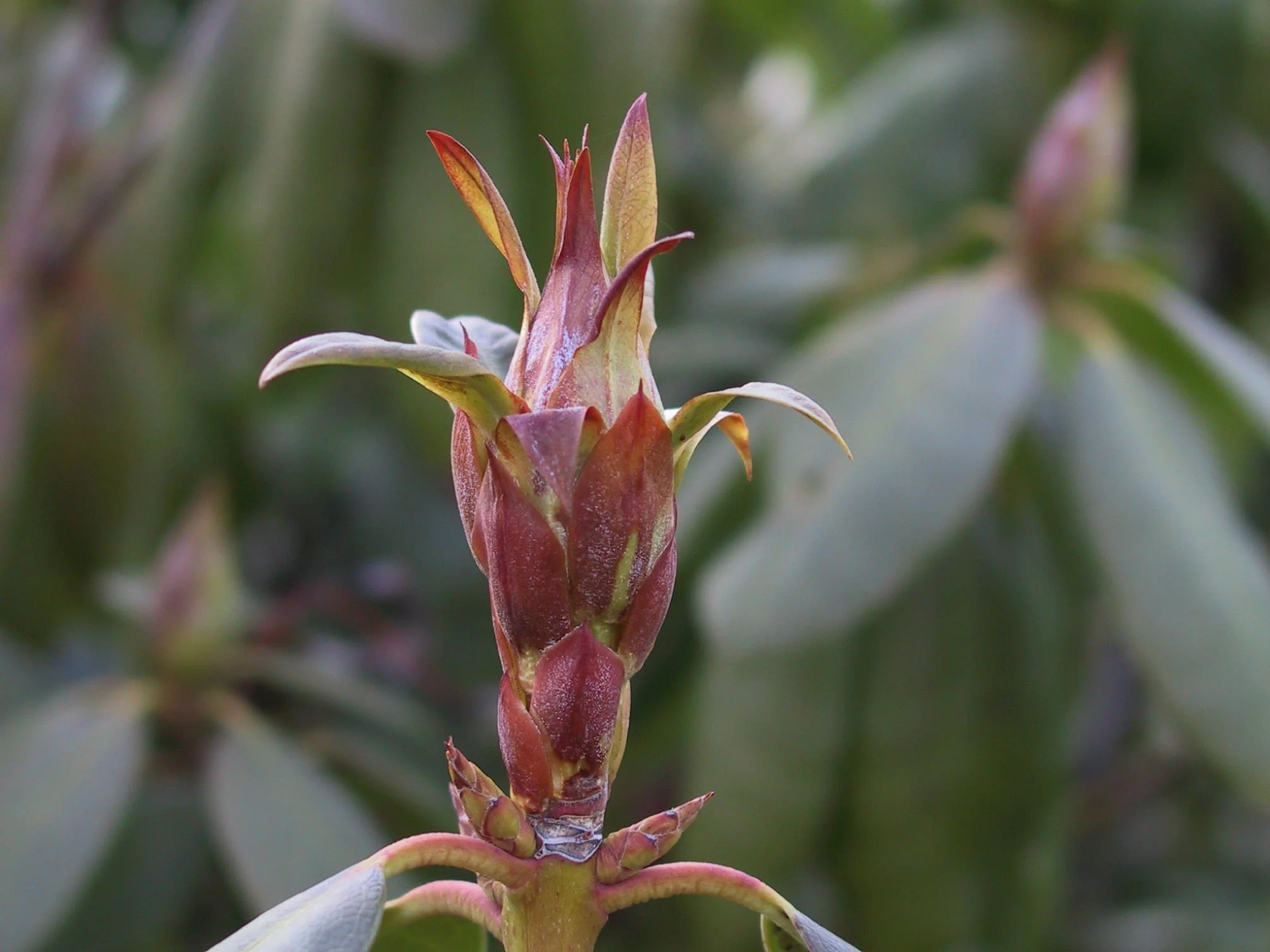 rhodo bud.jpg