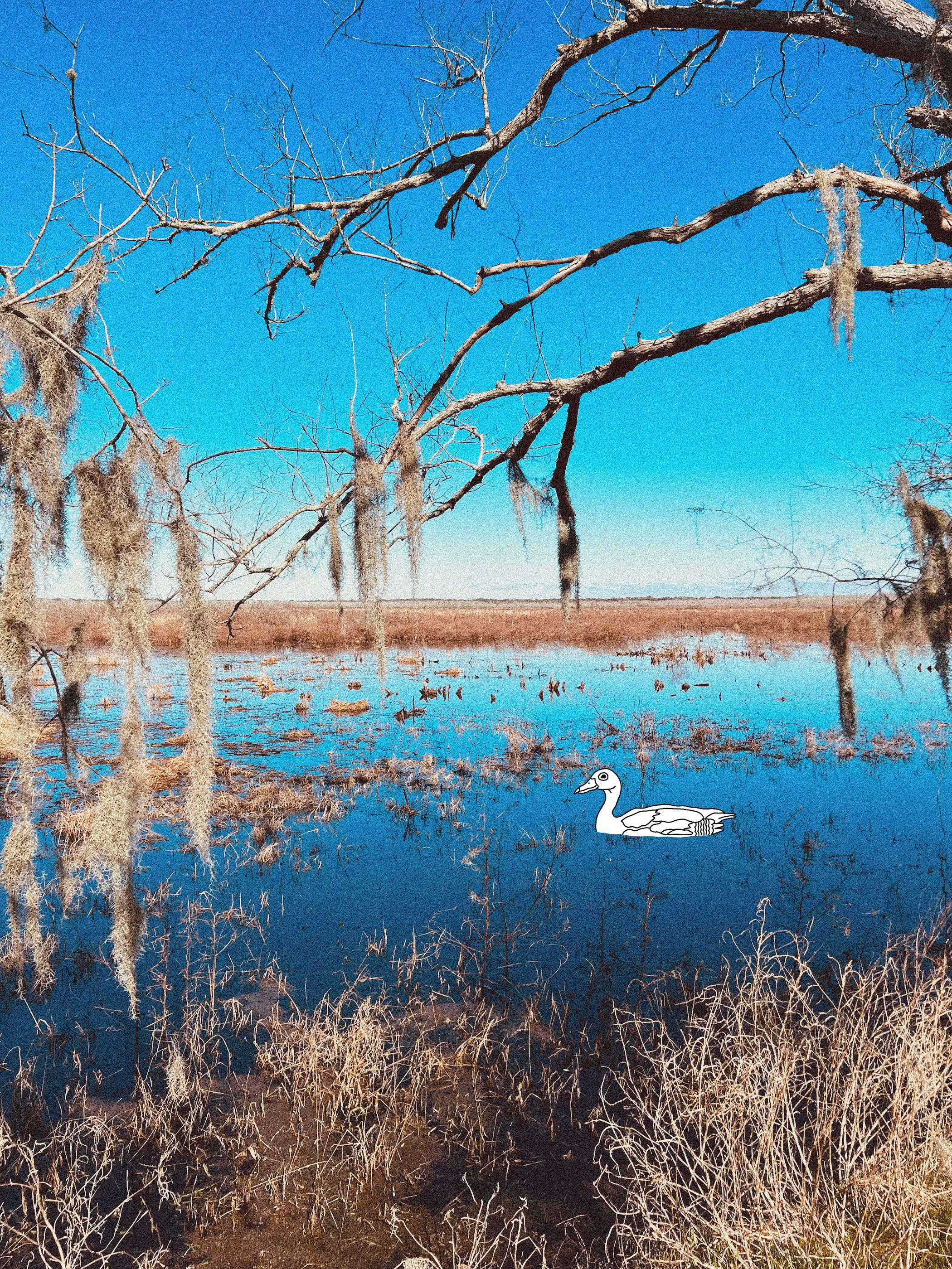 Black-Bellied Whistling Duck