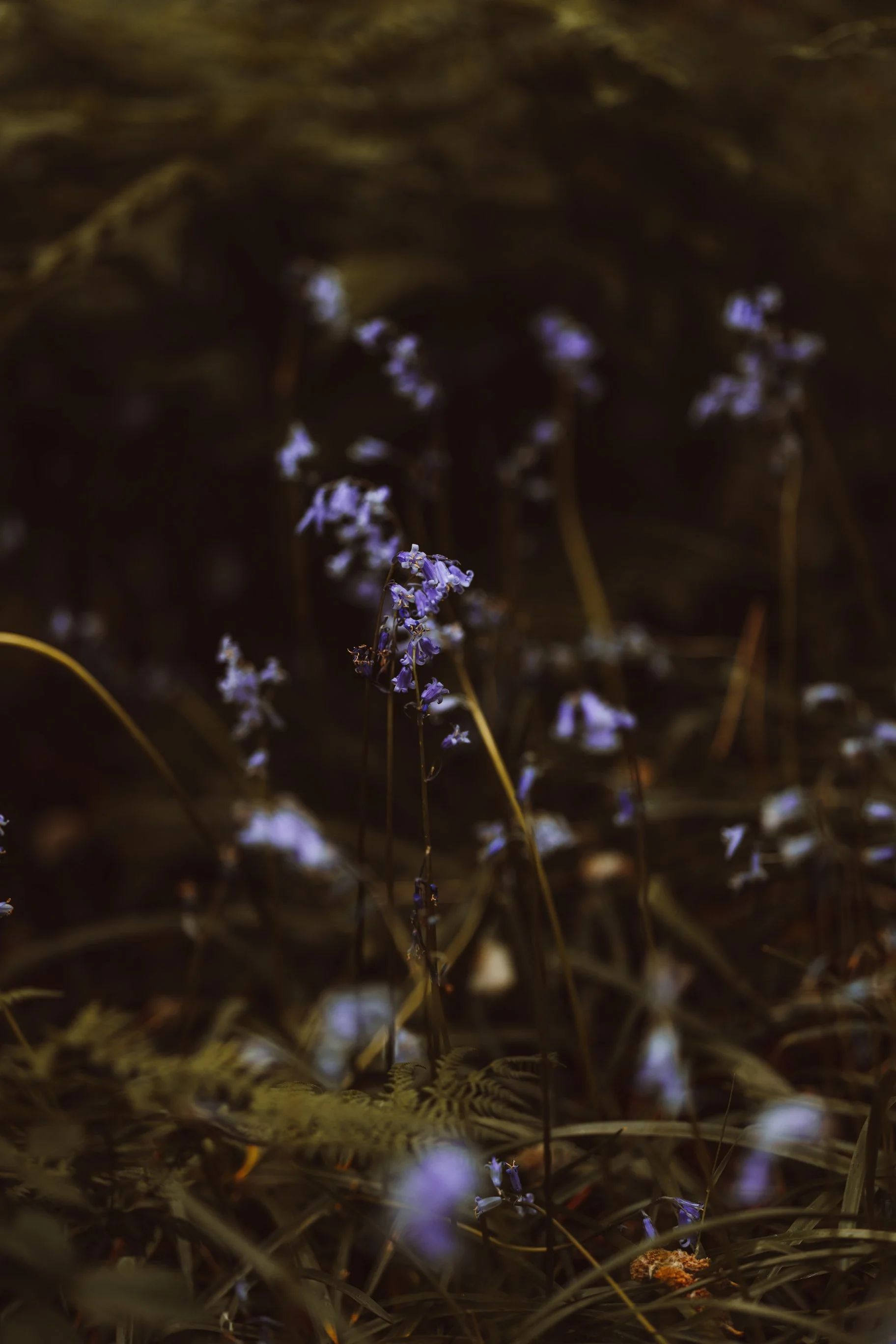 ScotlandMagic_PurpleFlowers