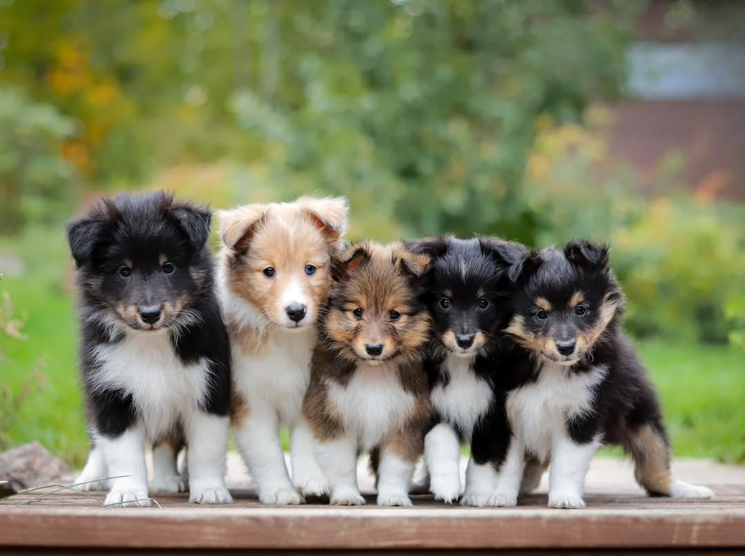International Yoga Day: Puppy Yoga Class