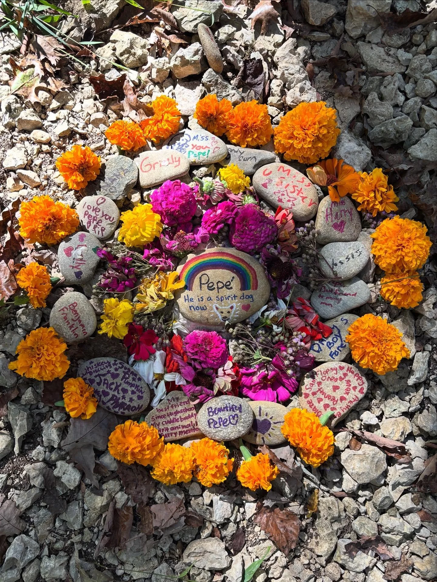 Good bye Pep&eacute; 🌈 

The Osbornes thank all that attended Pepe&rsquo;s candlelight memorial service. He was a good dog 🐕