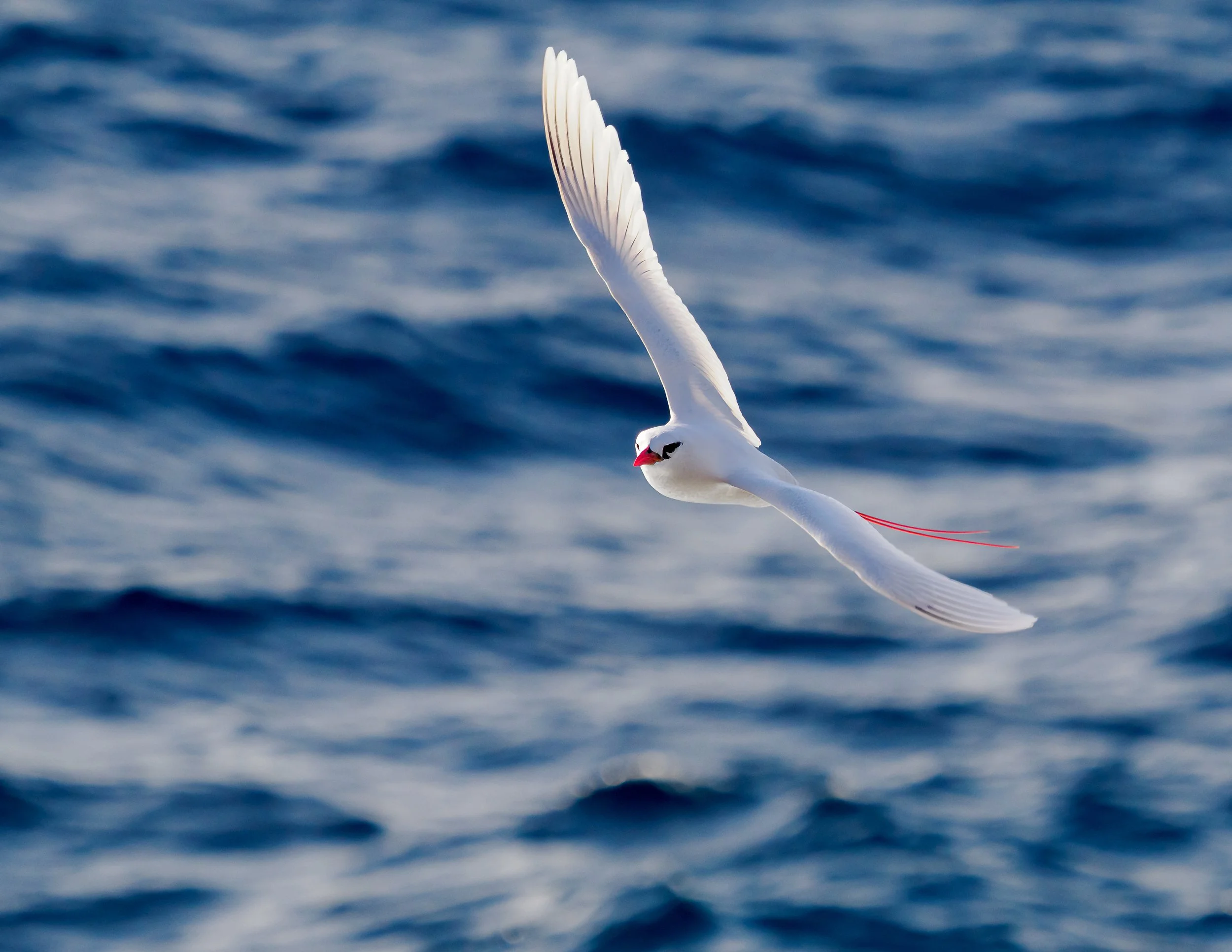 "Birds in Plight" Call for Scores