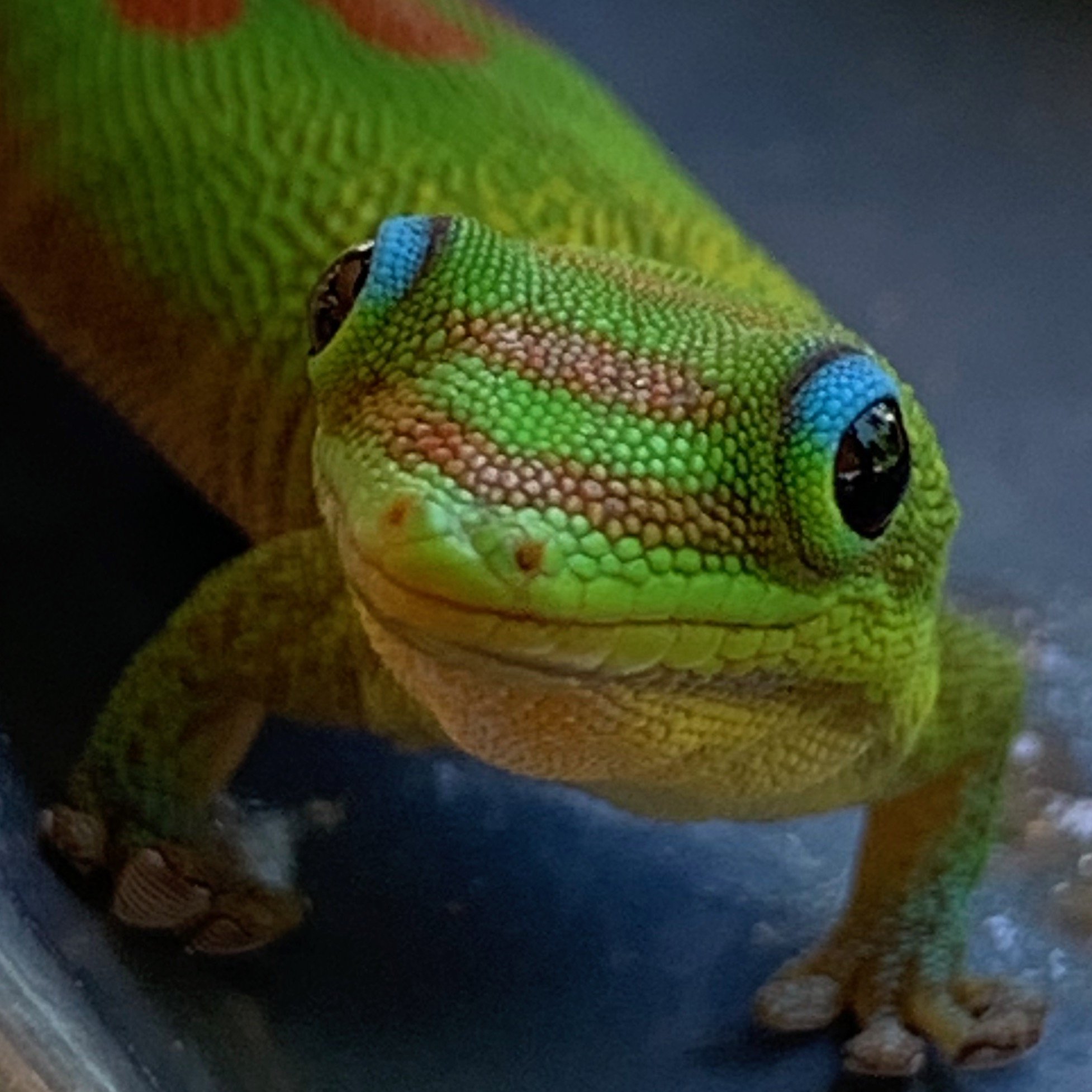 Gecko or DBS