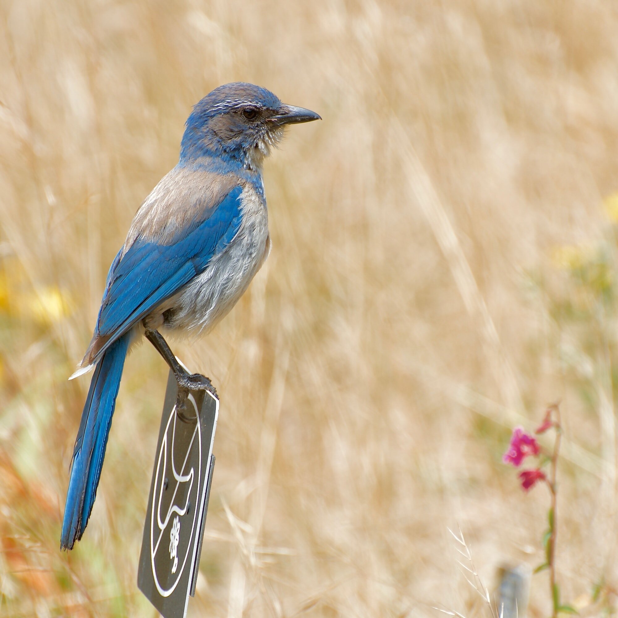 Bluejay