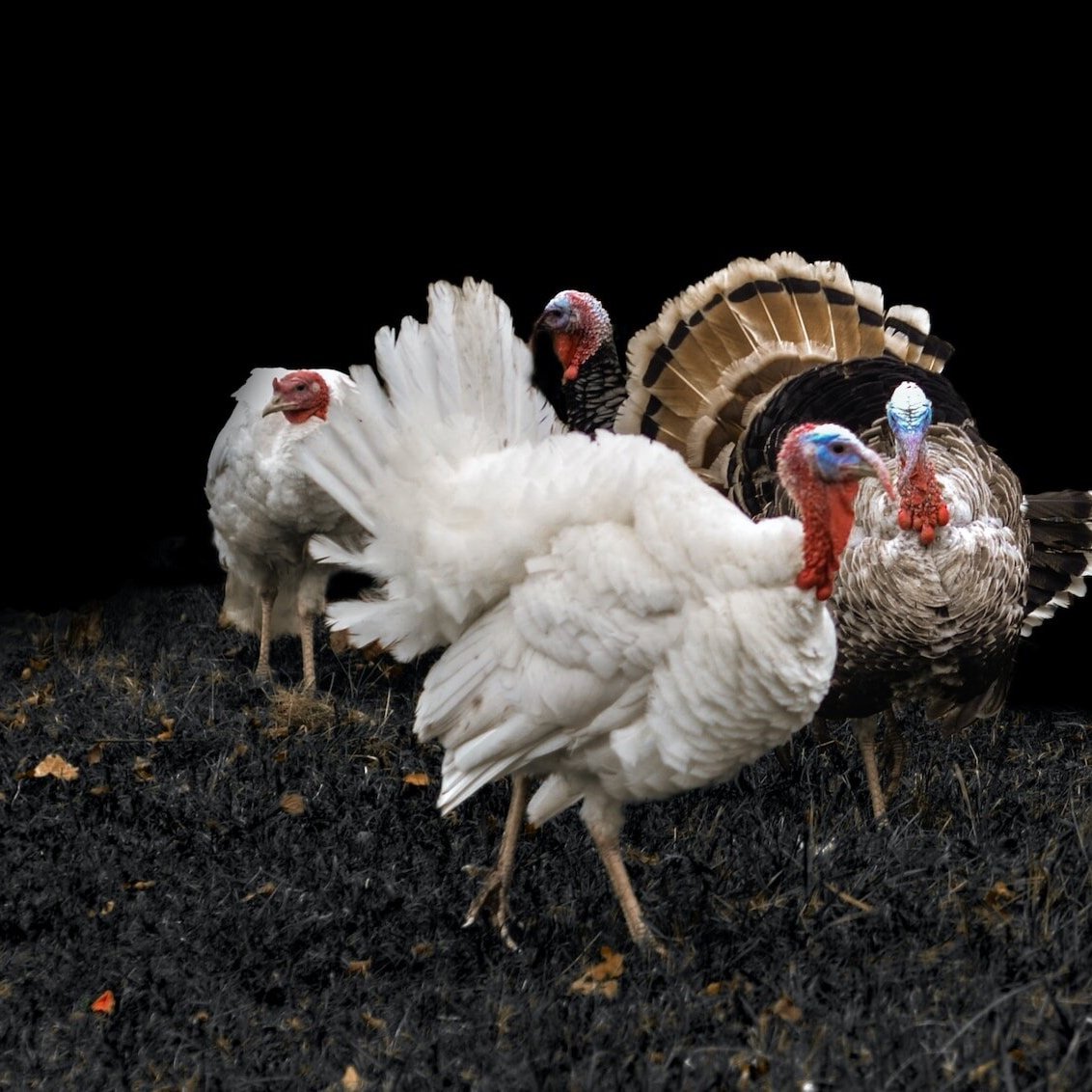 Thanksgiving Drama