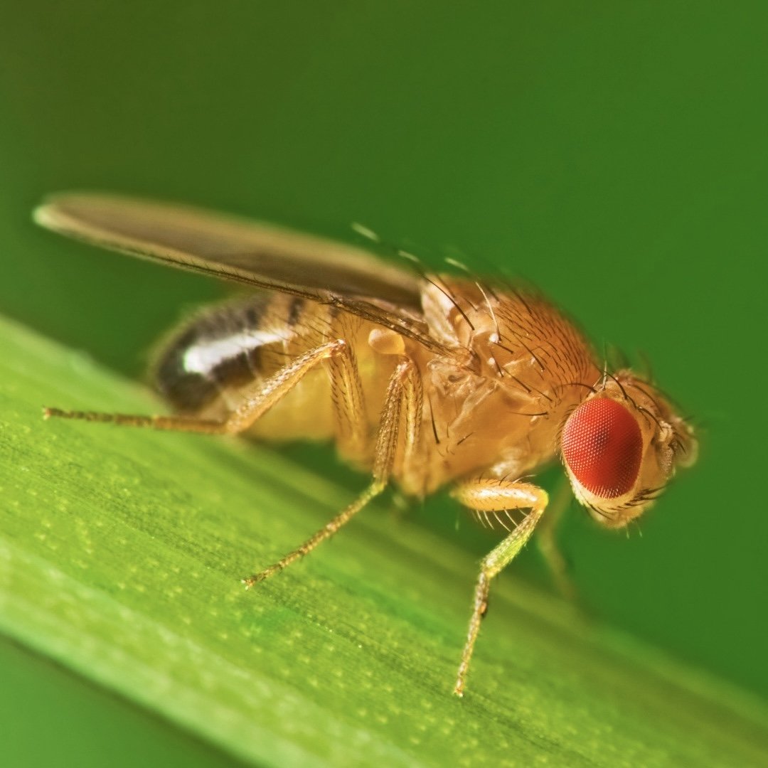 Ode to the Fruit Fly