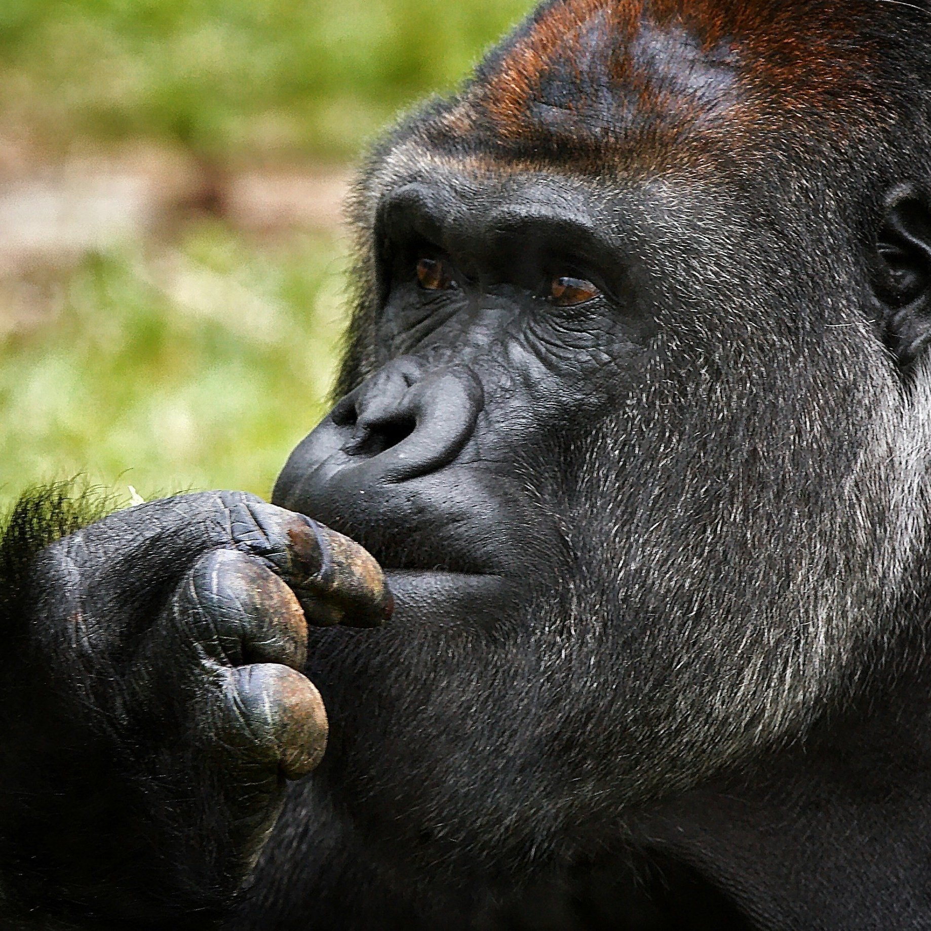 Gorilla Baby Candy