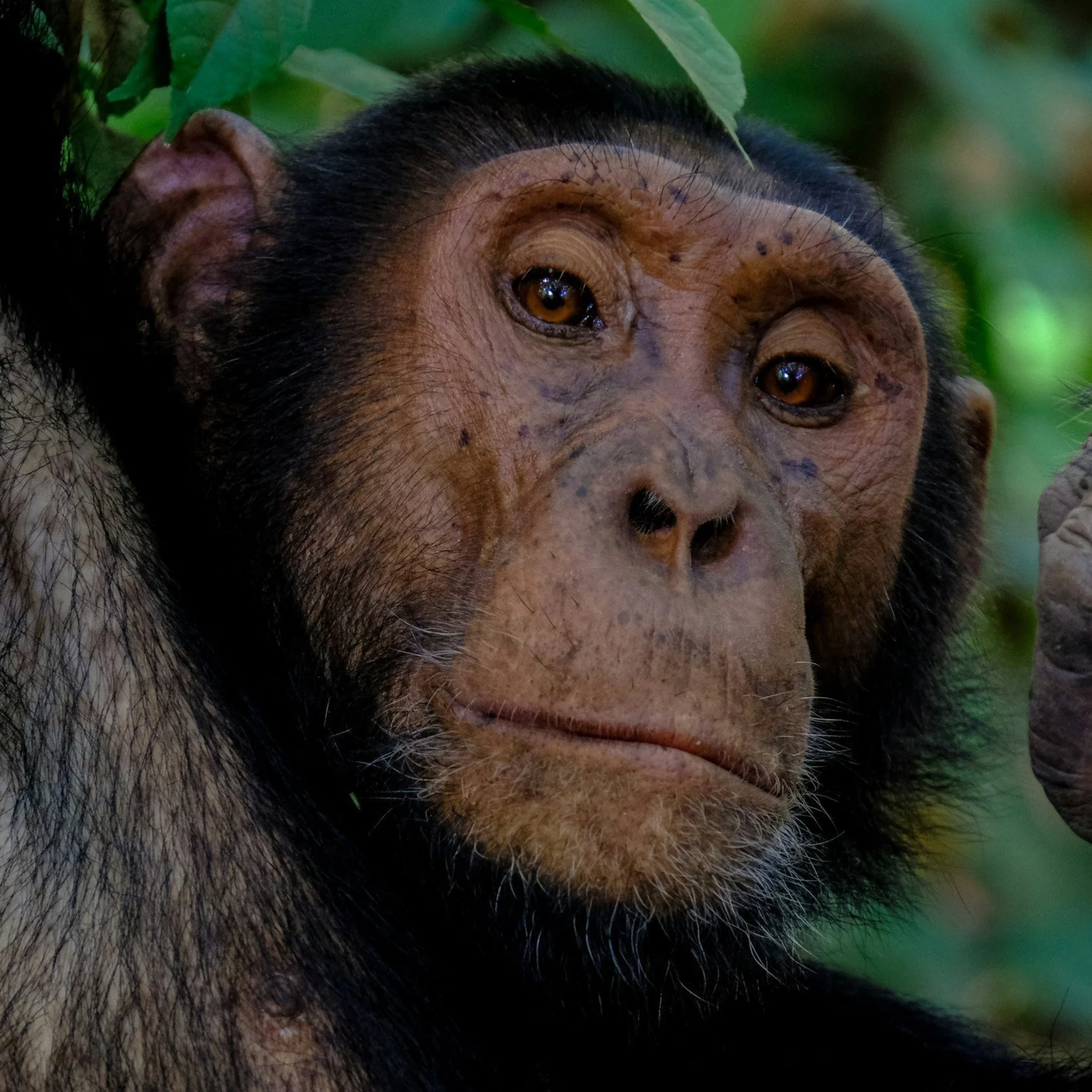 Monkey Business