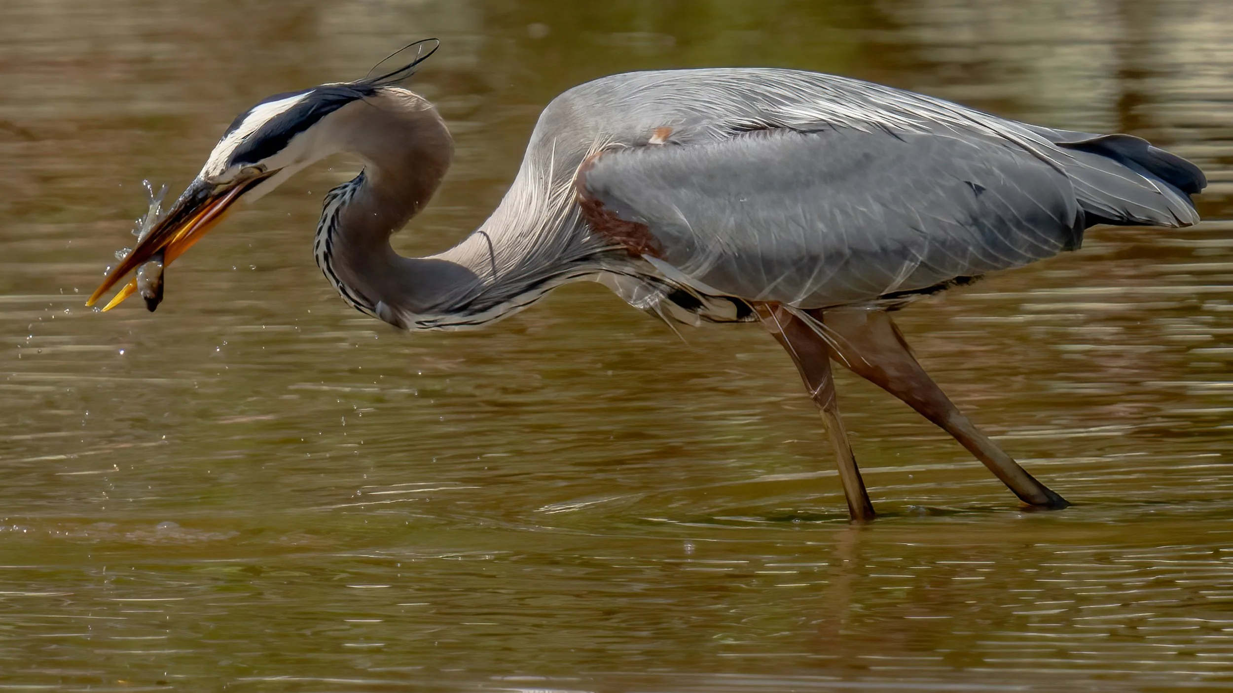 PMBC’s Initial Legal Brief