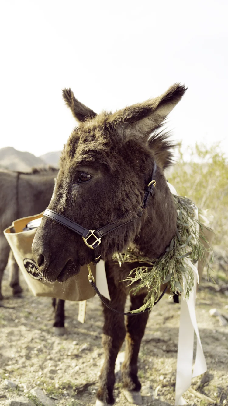Event Burros — Beer Burros & Brands