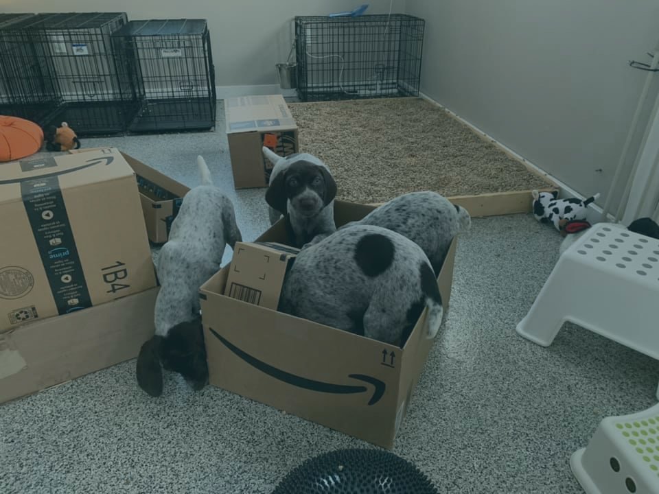 Cardboard Chaos: Puppy Enrichment Fun!