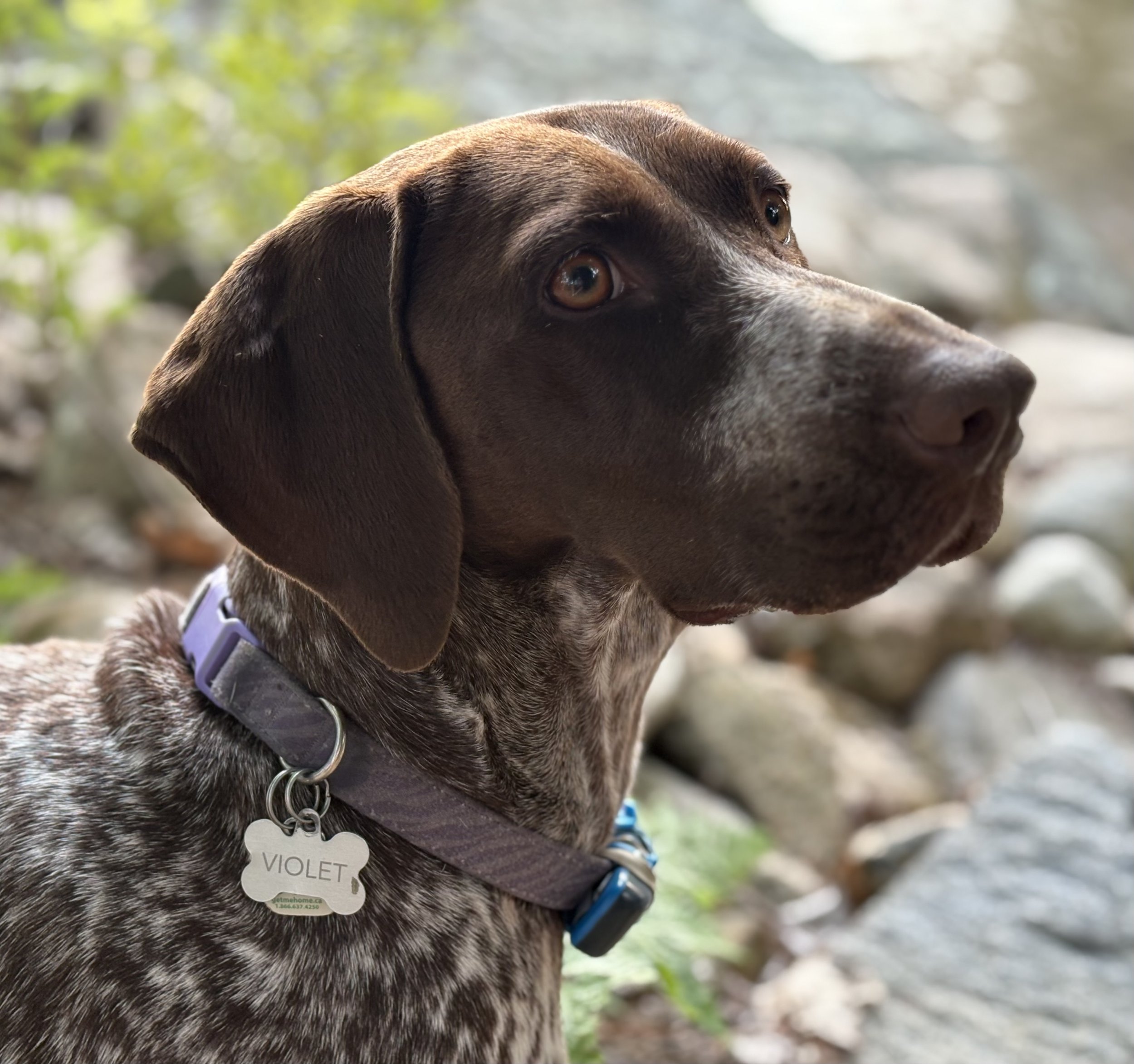 German Shorthaired Pointer Headshot