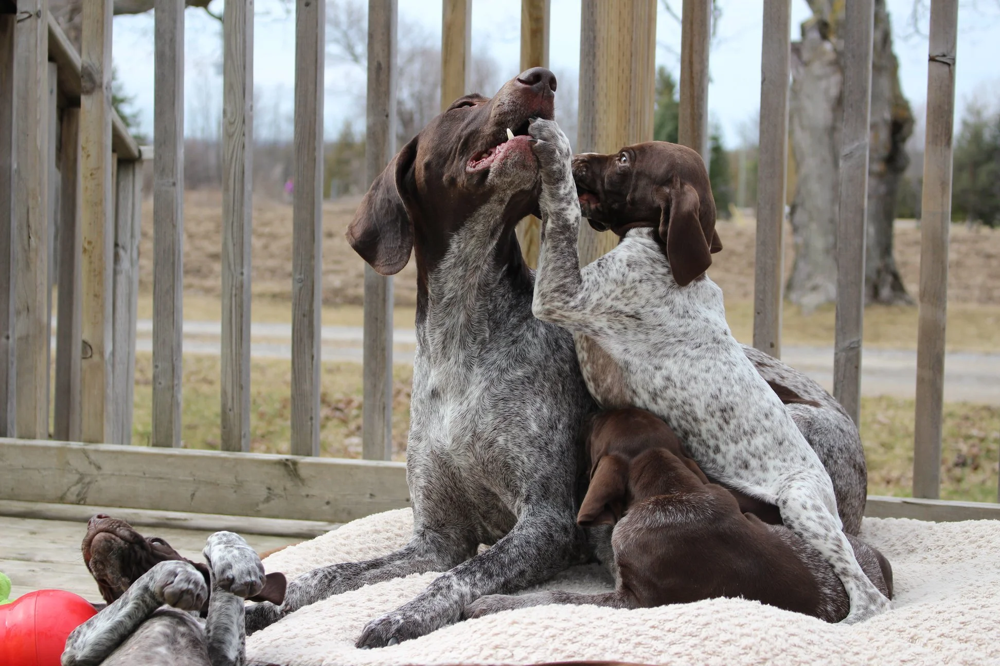 German Shorthaired Pointer mother calmly interacting puppies on dog bed, demonstrating maternal temperament and behavioural modeling.