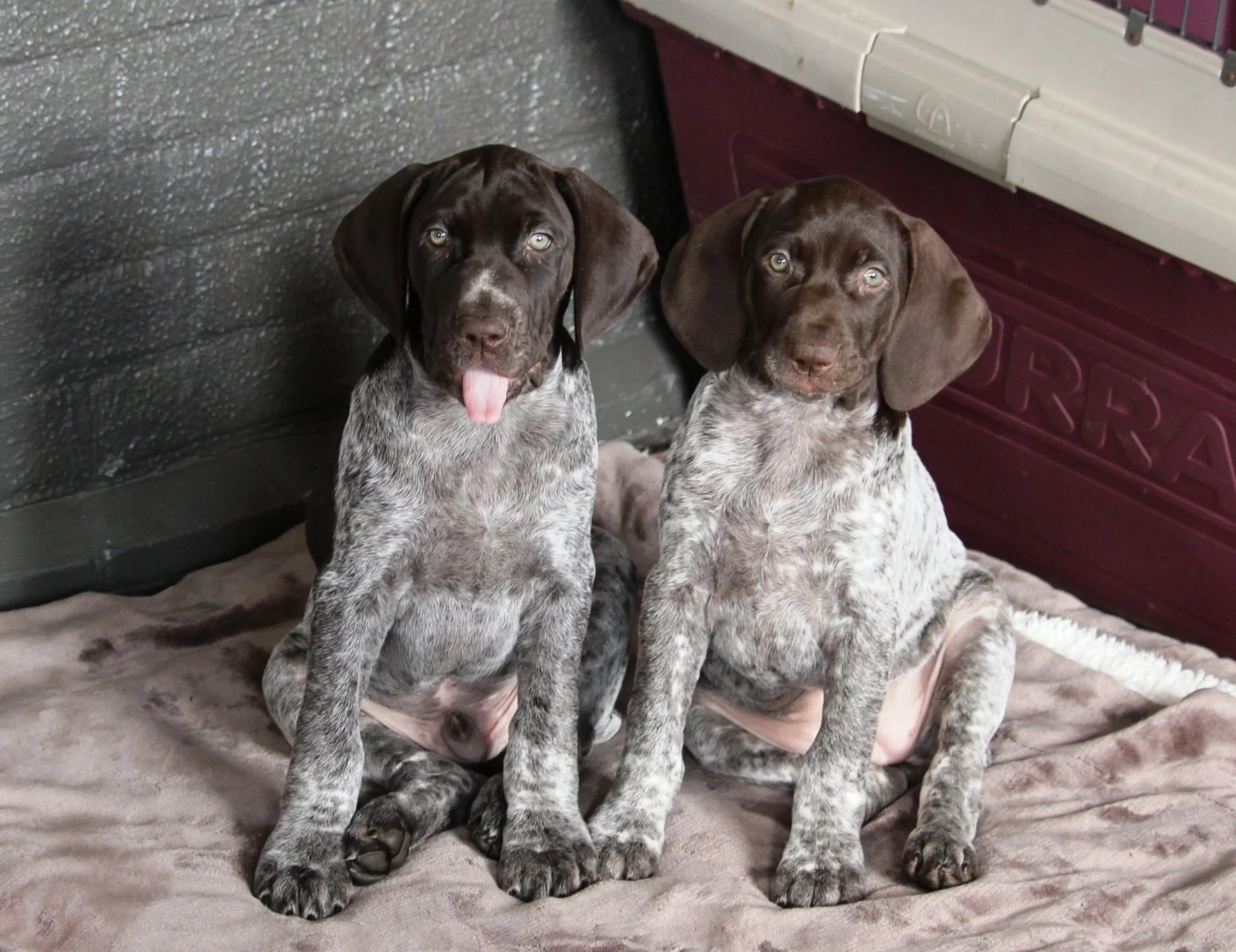 Do German Shorthaired Pointers Have Dew Claws