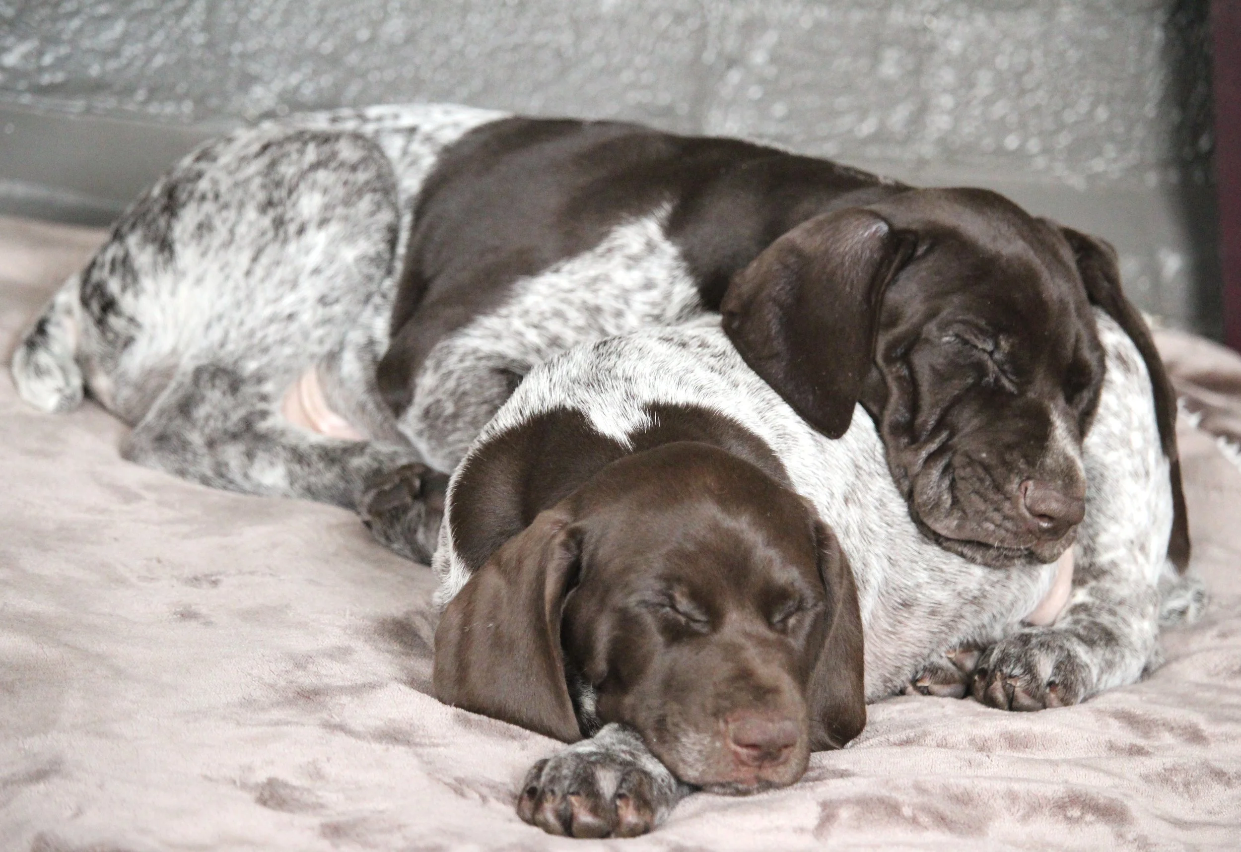 Do German Shorthaired Pointers Have Dew Claws