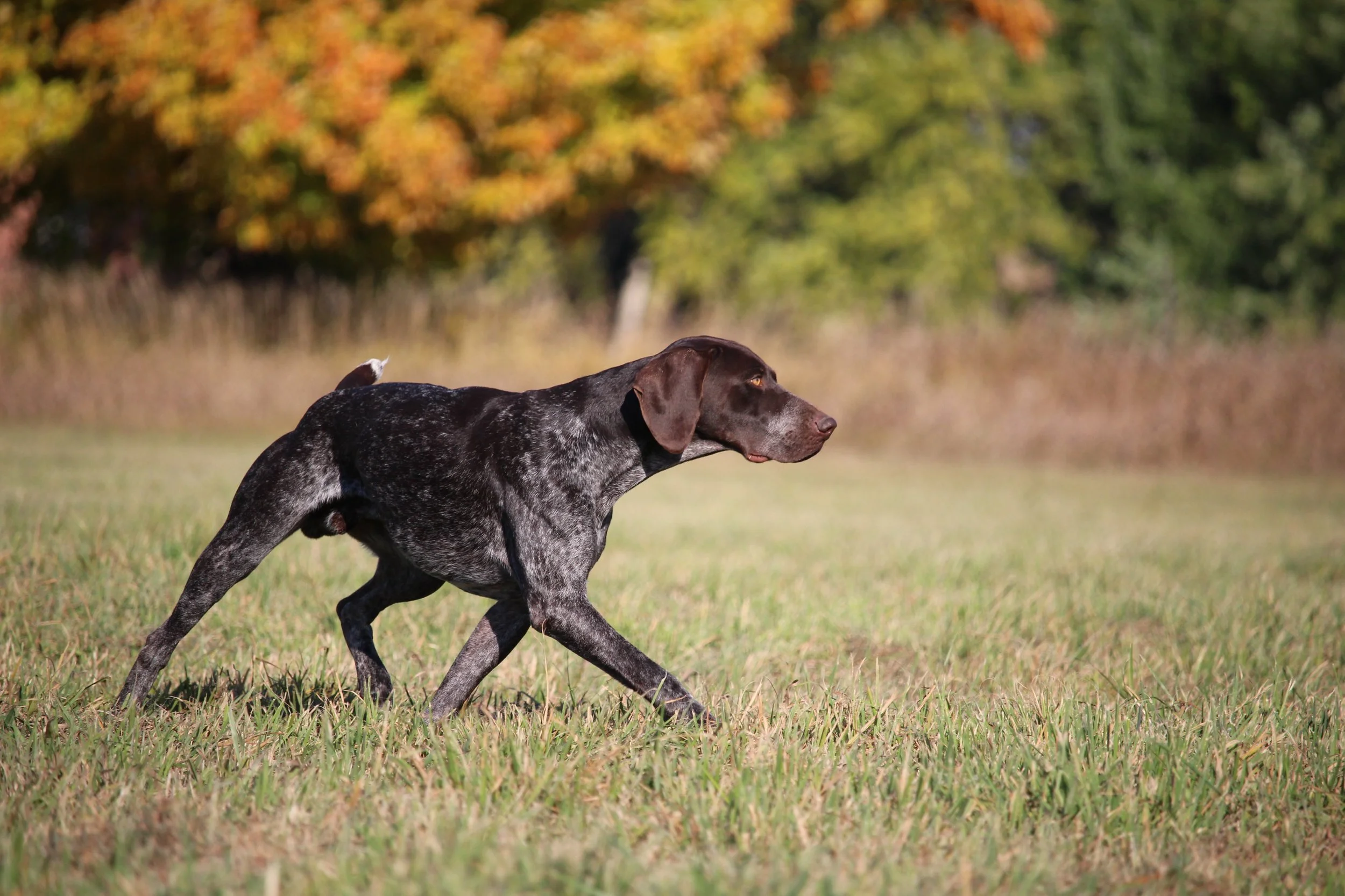 German Shorthaired Pointer running in field demonstrating athletic structure and joint engagement.