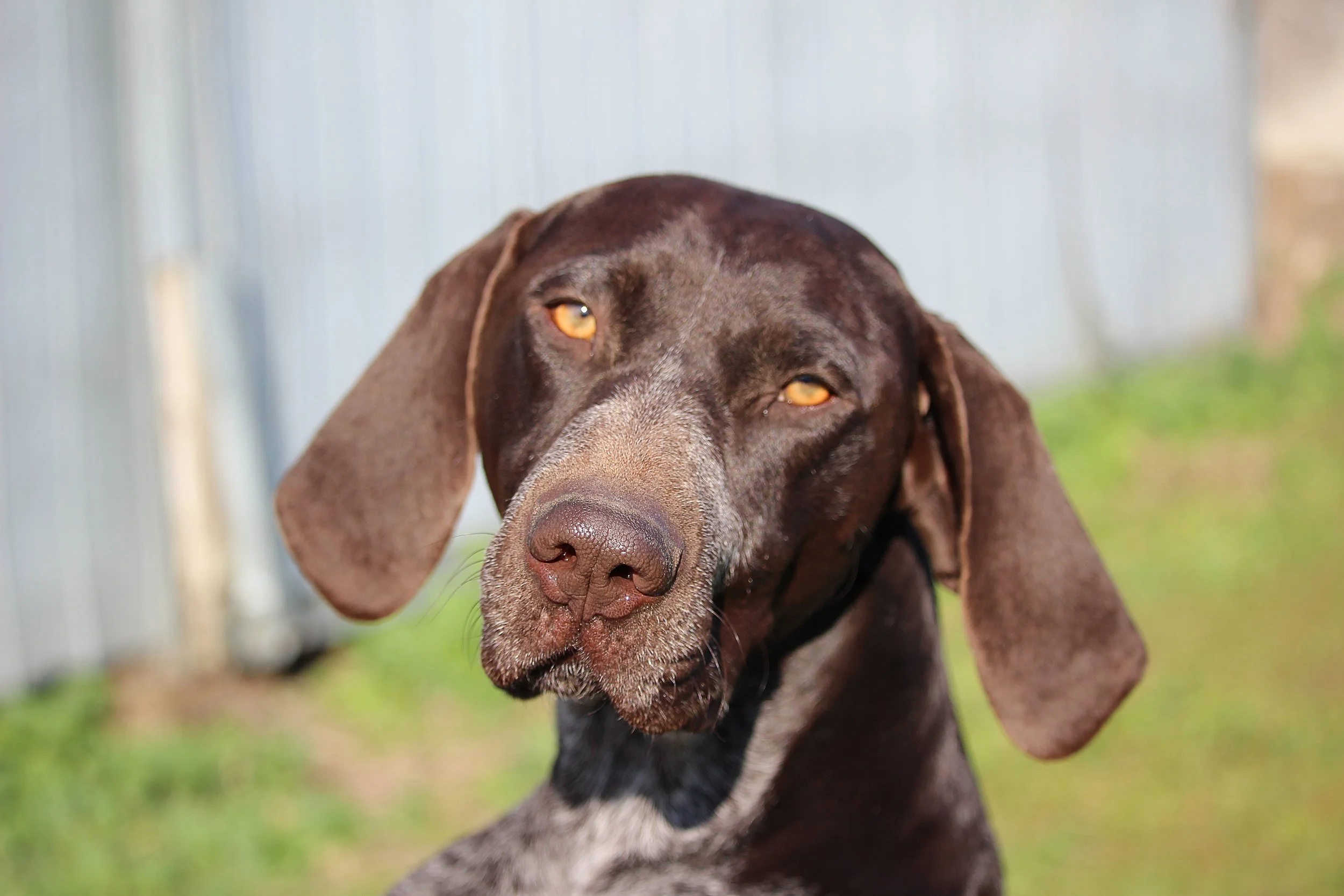 Greg Headshot copy.jpg