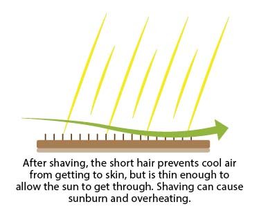 shave3.jpg