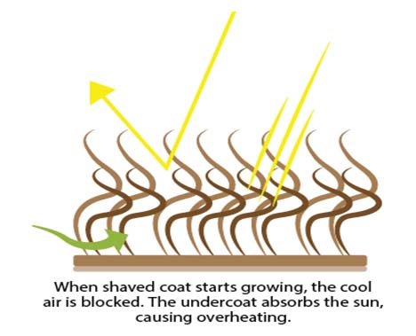 shave2.jpg